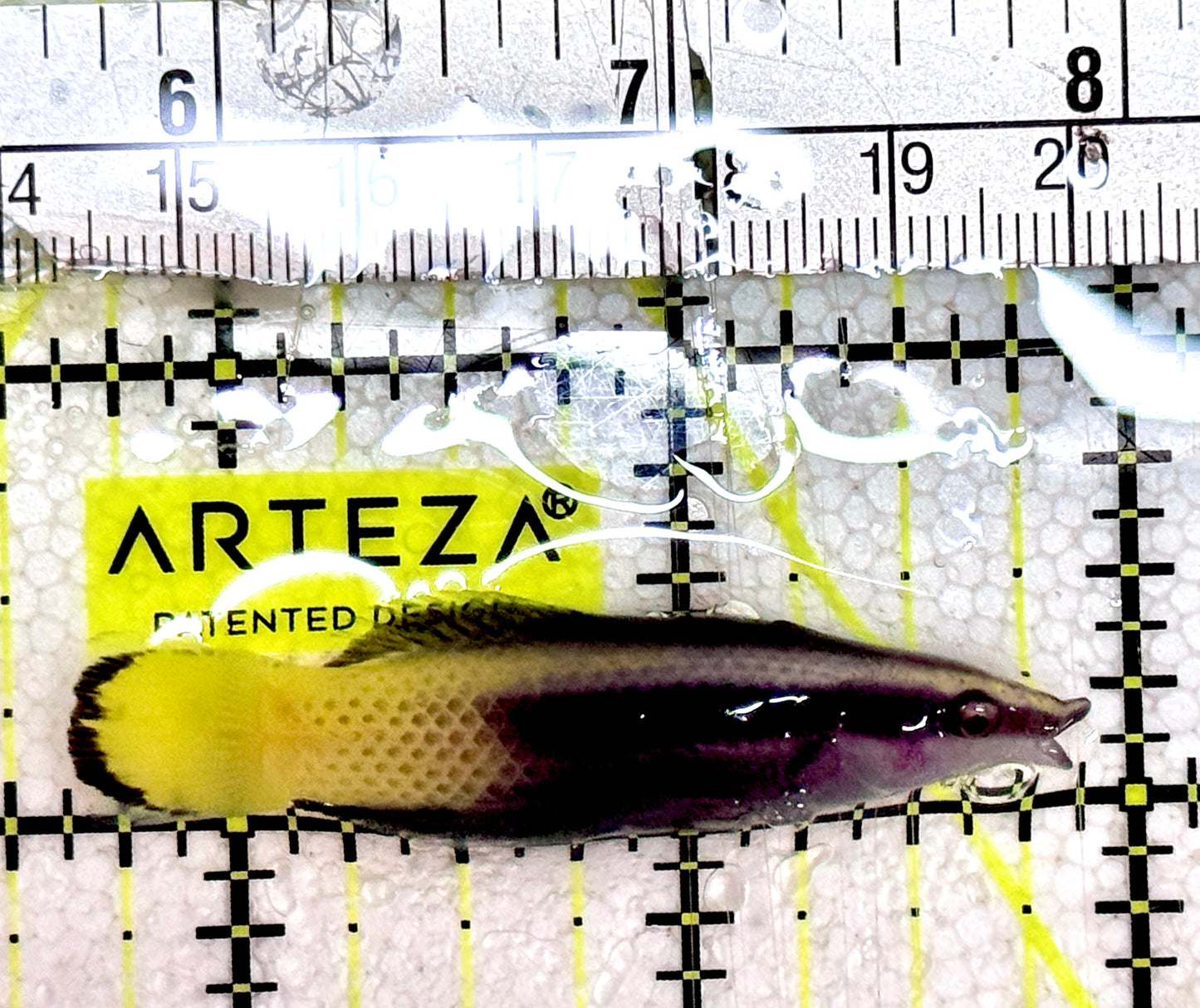 Bicolor Cleaner Wrasse BCW061201 WYSIWYG Size: XL 2.25"