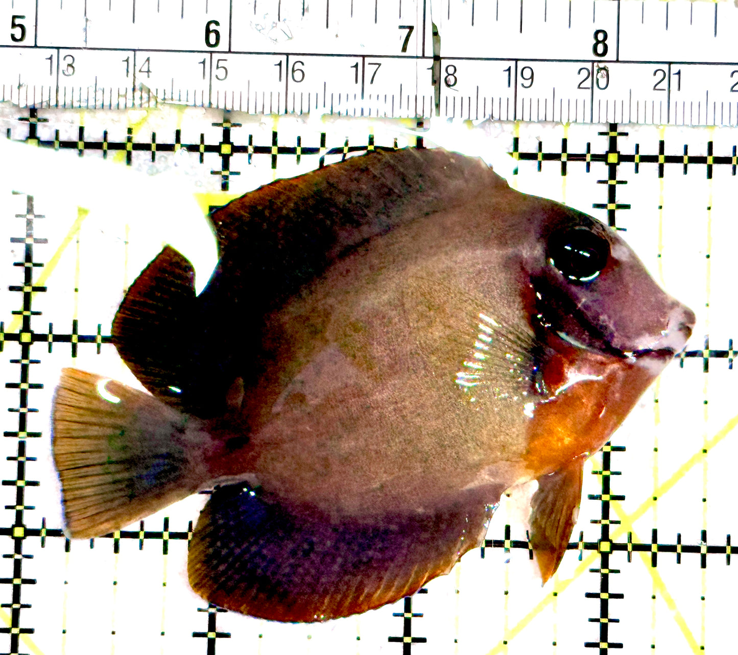 Chocolate Tang (Yellow Mimic when Juvenile) CT061201 WYSIWYG Size: M 3.5"