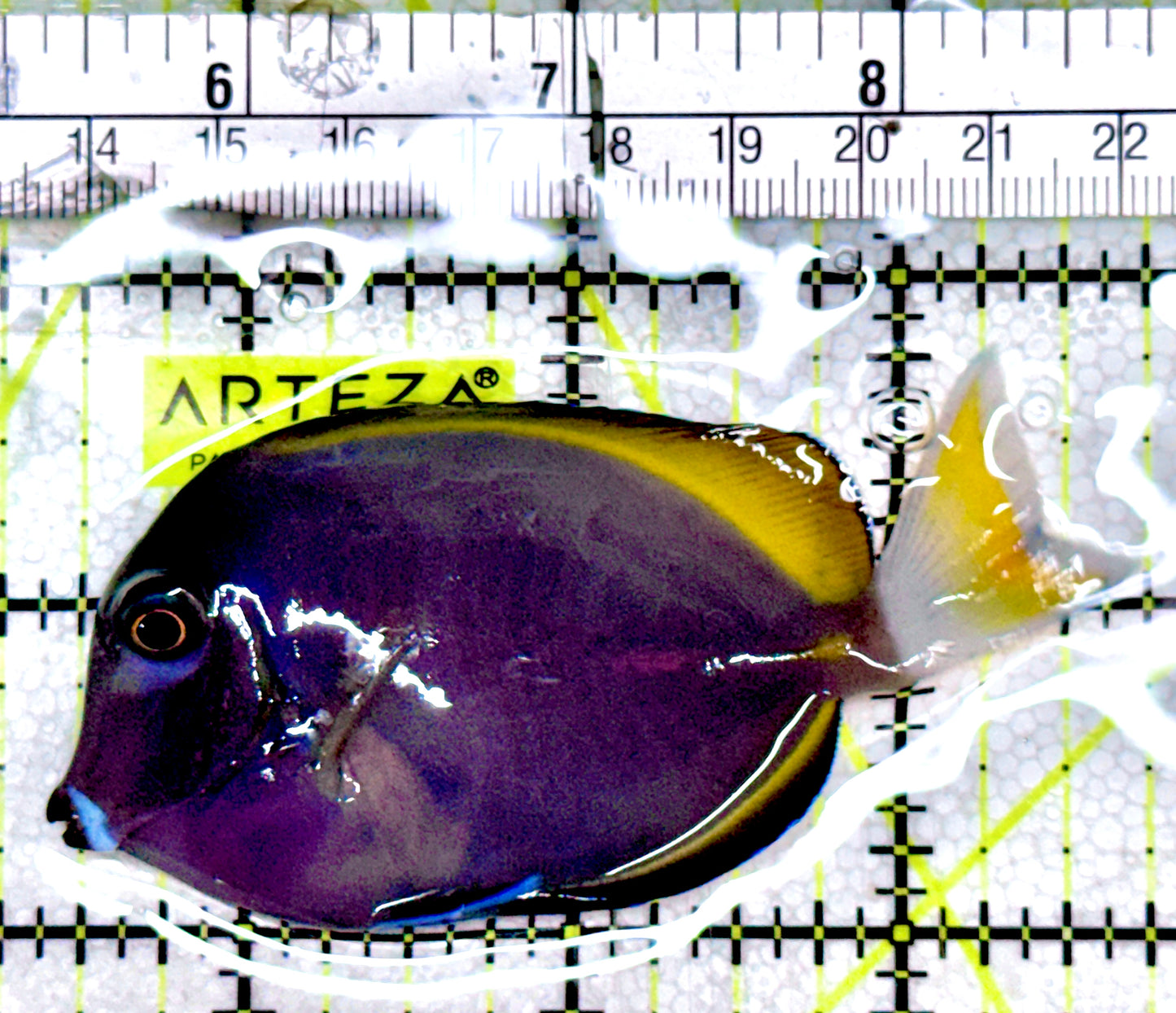 Gold Rim Tang GRT061204 WYSIWYG Size: ML 3.25"