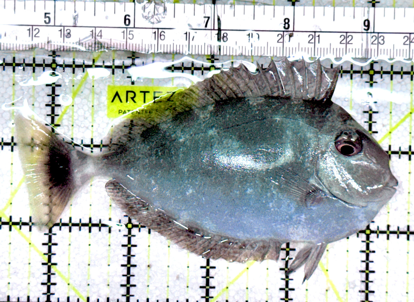 Longnose Spotted Unicorn Tang LSUT061201 WYSIWYG Size: M 4.75"approx