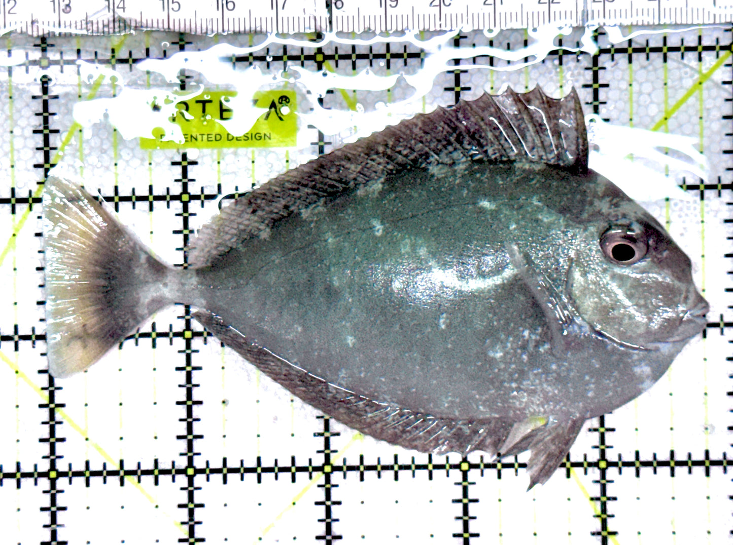 Longnose Spotted Unicorn Tang LSUT061202 WYSIWYG Size: M 4.75"approx