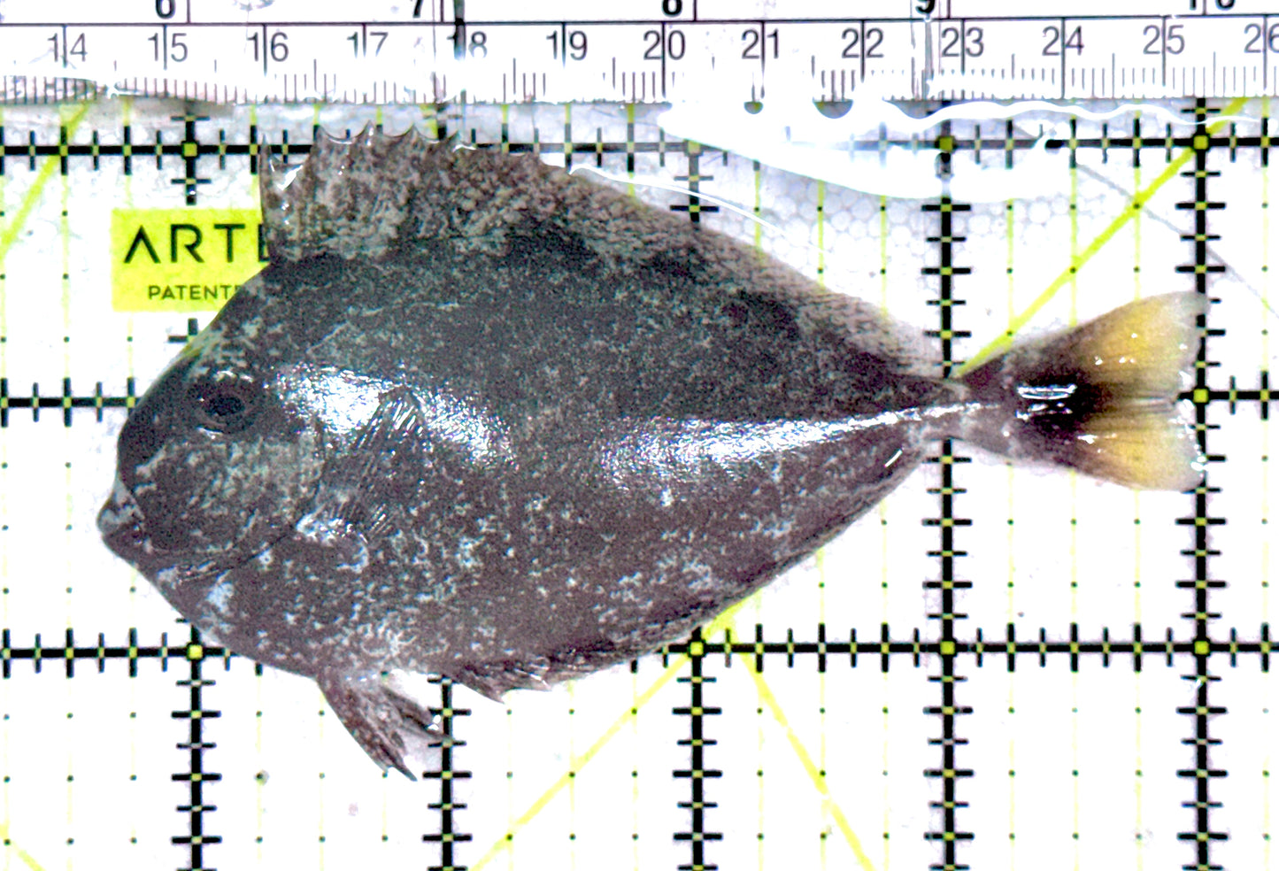 Longnose Spotted Unicorn Tang LSUT061203 WYSIWYG Size: M 4.5"approx