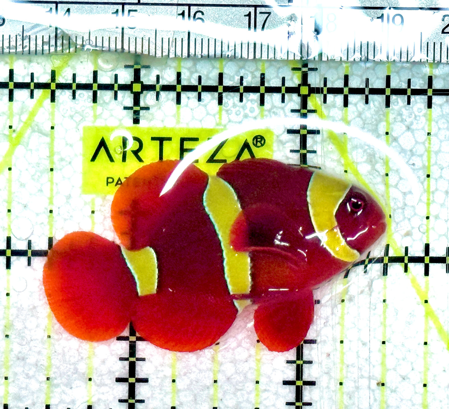Gold Bar Maroon Clownfish Bali Grade A (Wild Caught) GBMC061202 WYSIWYG Size: M 2" approx