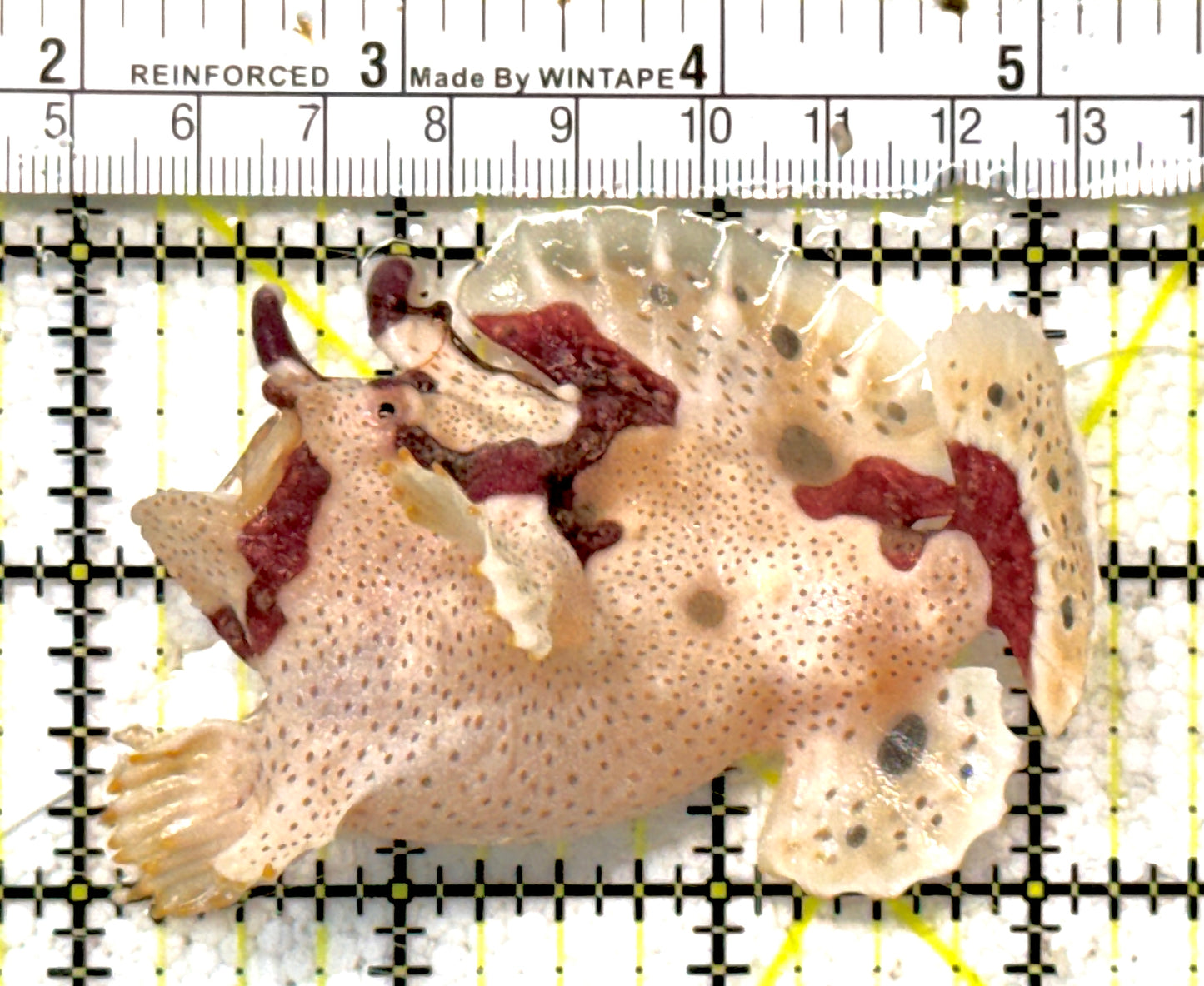 Rare White Red Warty Angler RWRWA061301 WYSIWYG Size: S 3.25" approx
