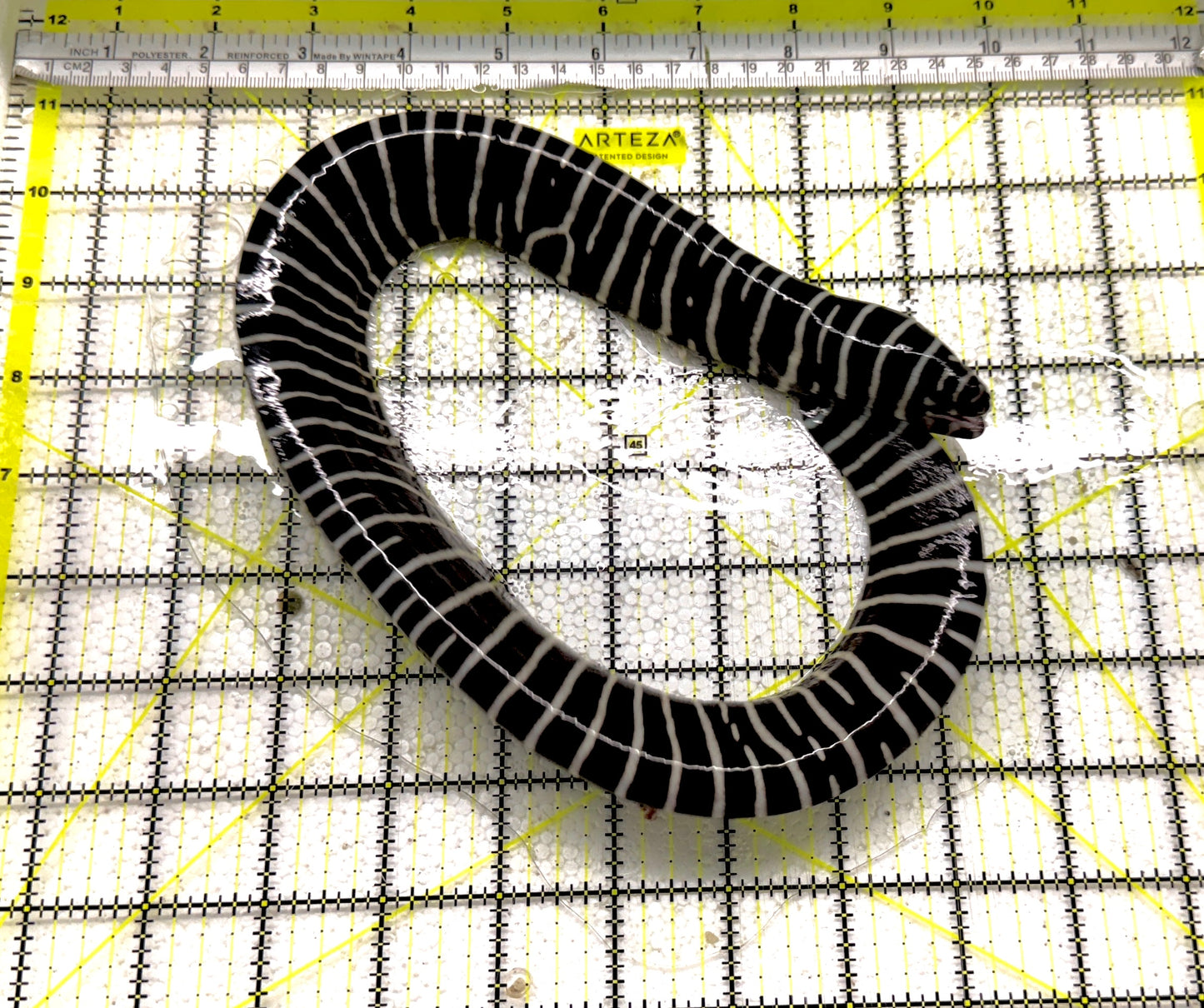 Zebra Moray Eel ZME061301 WYSIWYG Size: M 14" approx
