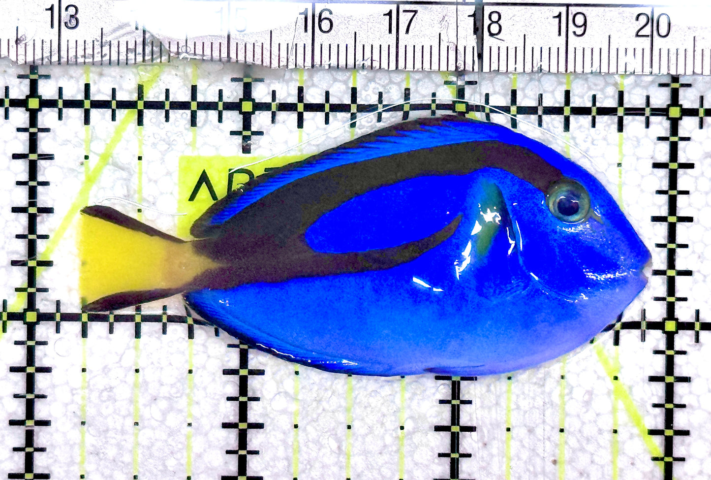Blue Hippo Tang BHT061201 WYSIWYG Size: SM 2.75" approx