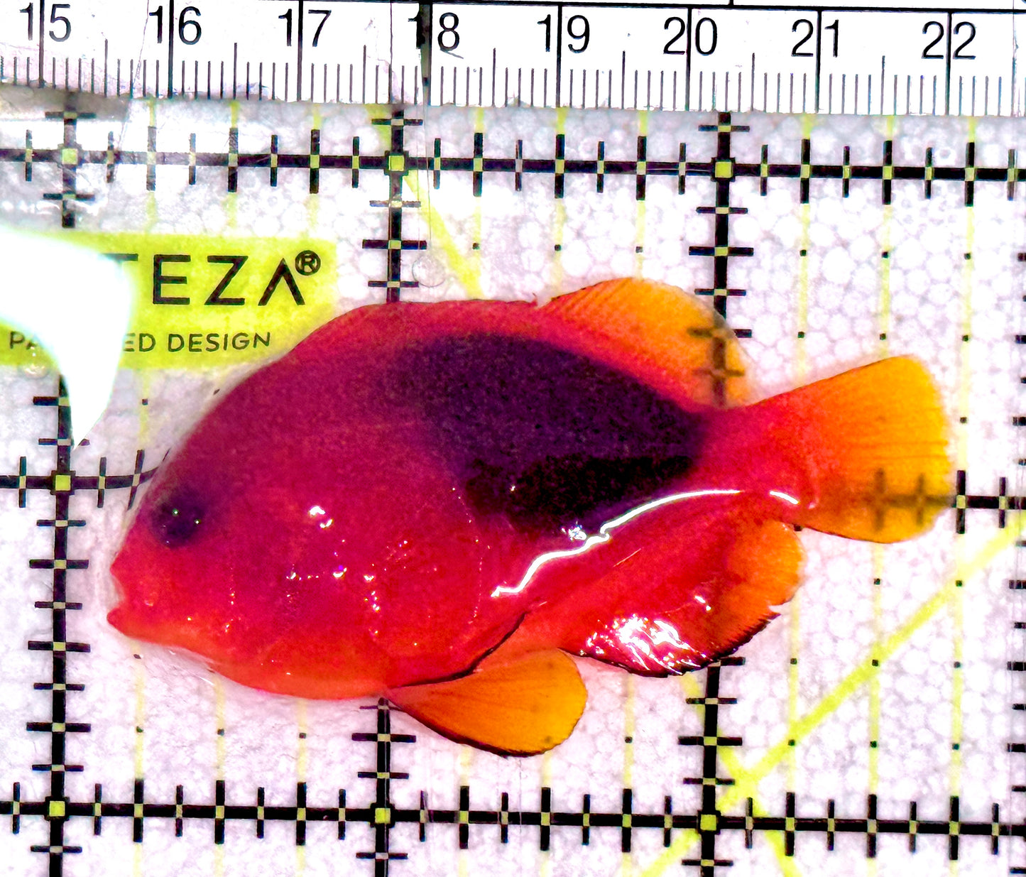Red Fire Saddle Clownfish RFSC061201 WYSIWYG Size: L 2.5" approx