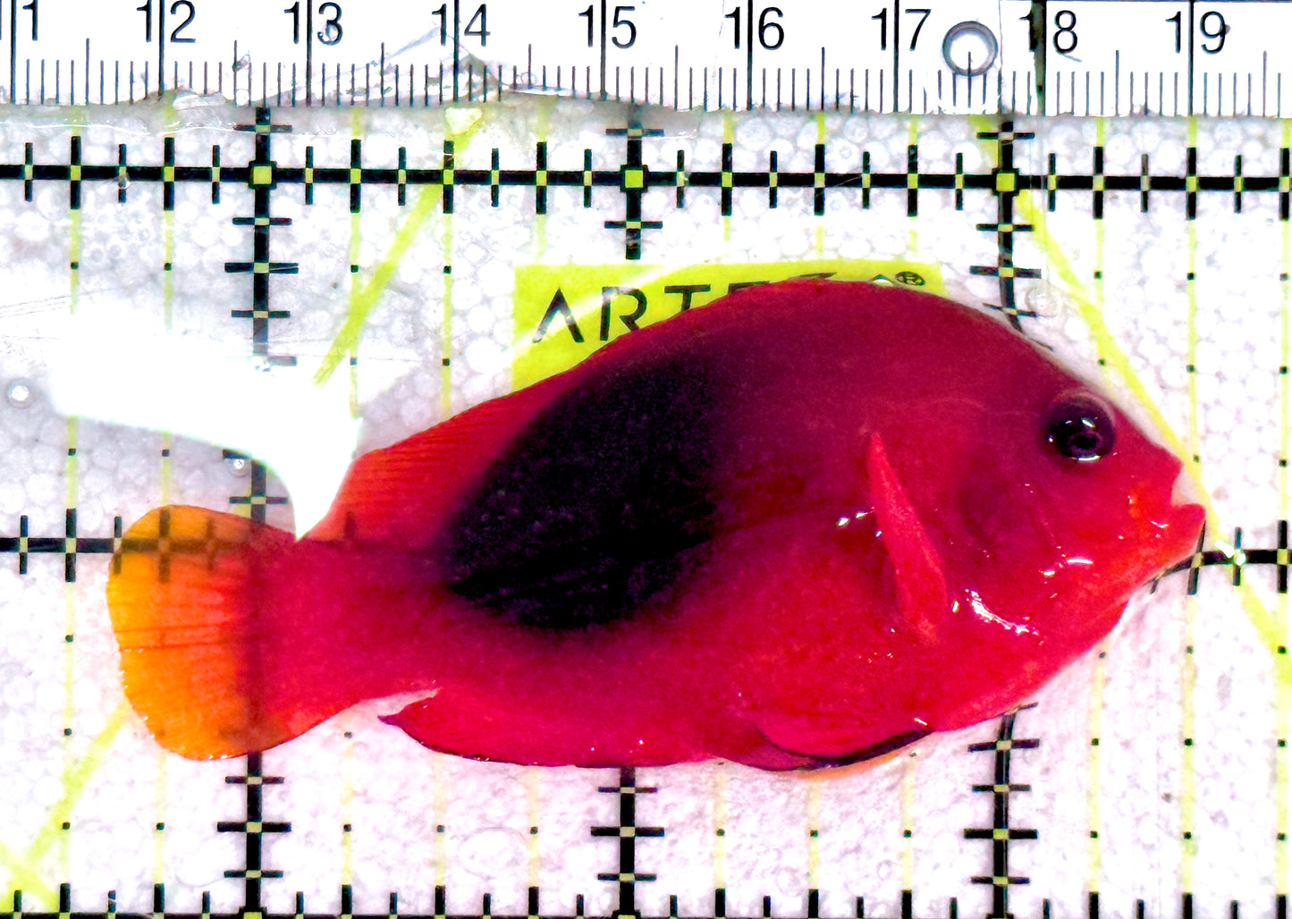 Red Fire Saddle Clownfish RFSC061202 WYSIWYG Size: L 2.75" approx