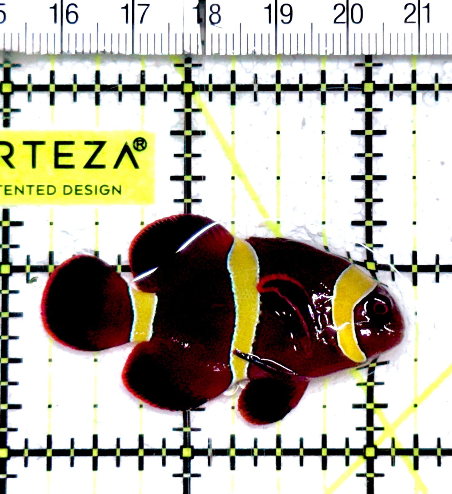 Gold Bar Maroon Clownfish Bali Grade A (Wild Caught) GBMC061203 WYSIWYG Size: M 2" approx
