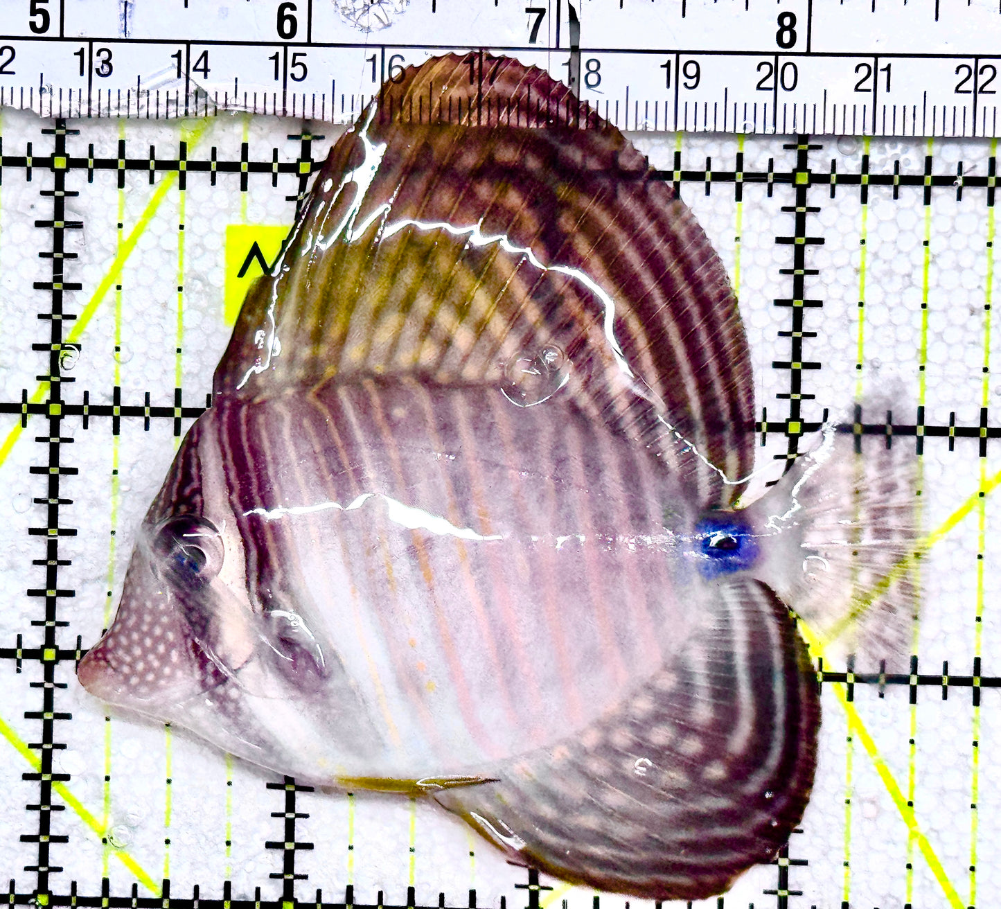 Desjardini Tang (Red Sea Sailfin Tang) DT061203 WYSIWYG Size: ML 3.5" approx