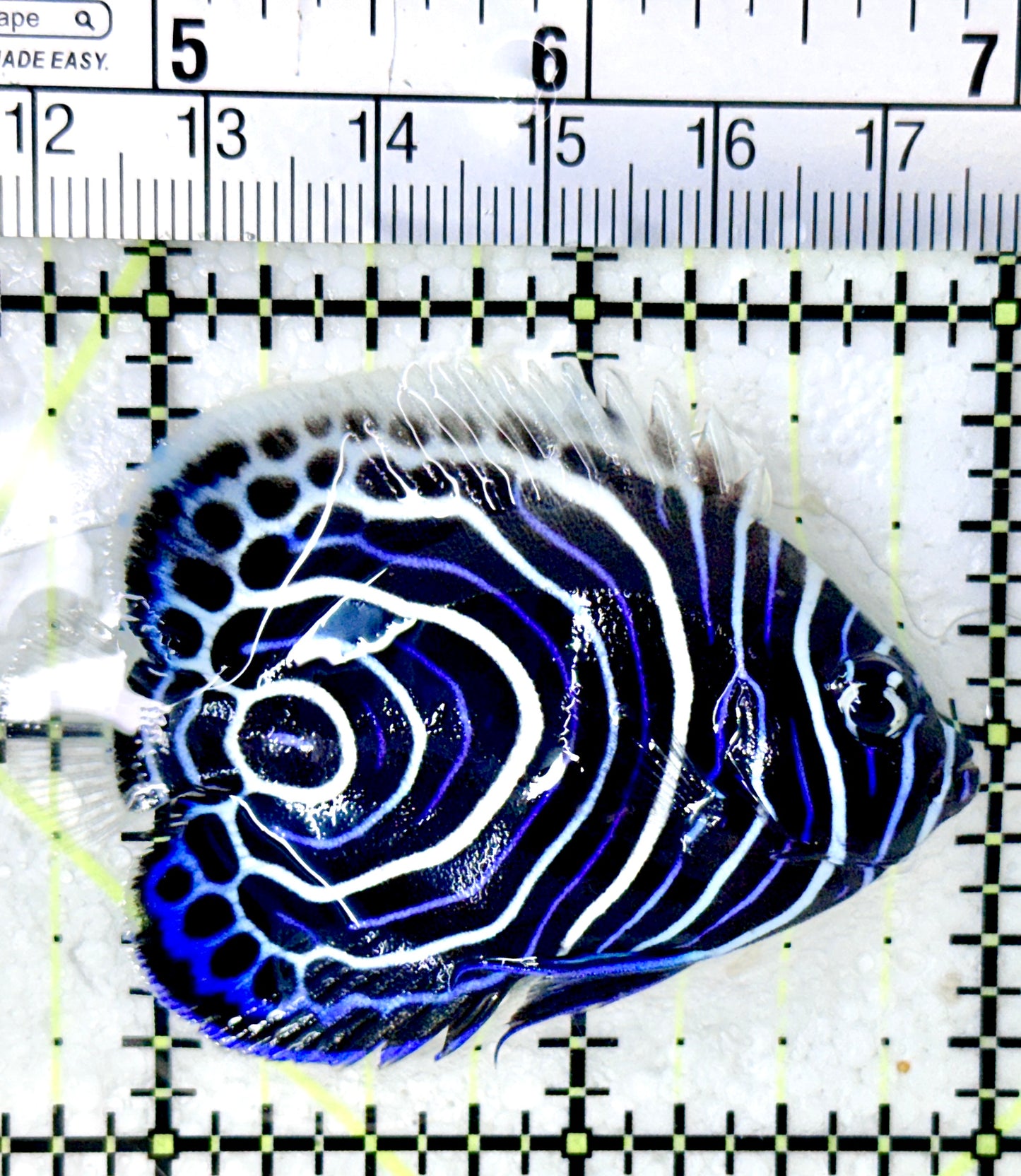 Emperor Angelfish Juvenile EAJ050501 WYSIWYG Size: M 2.5"