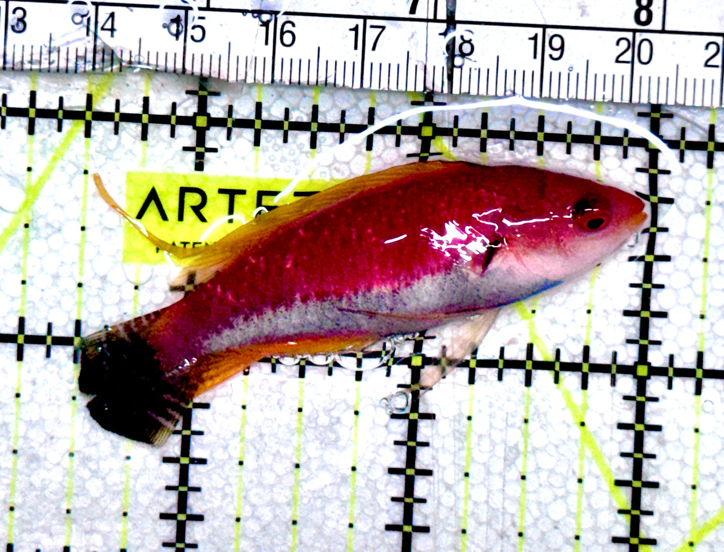 HighFin Fairy Wrasse HFW061201 WYSIWYG Size: XL 2.5" approx
