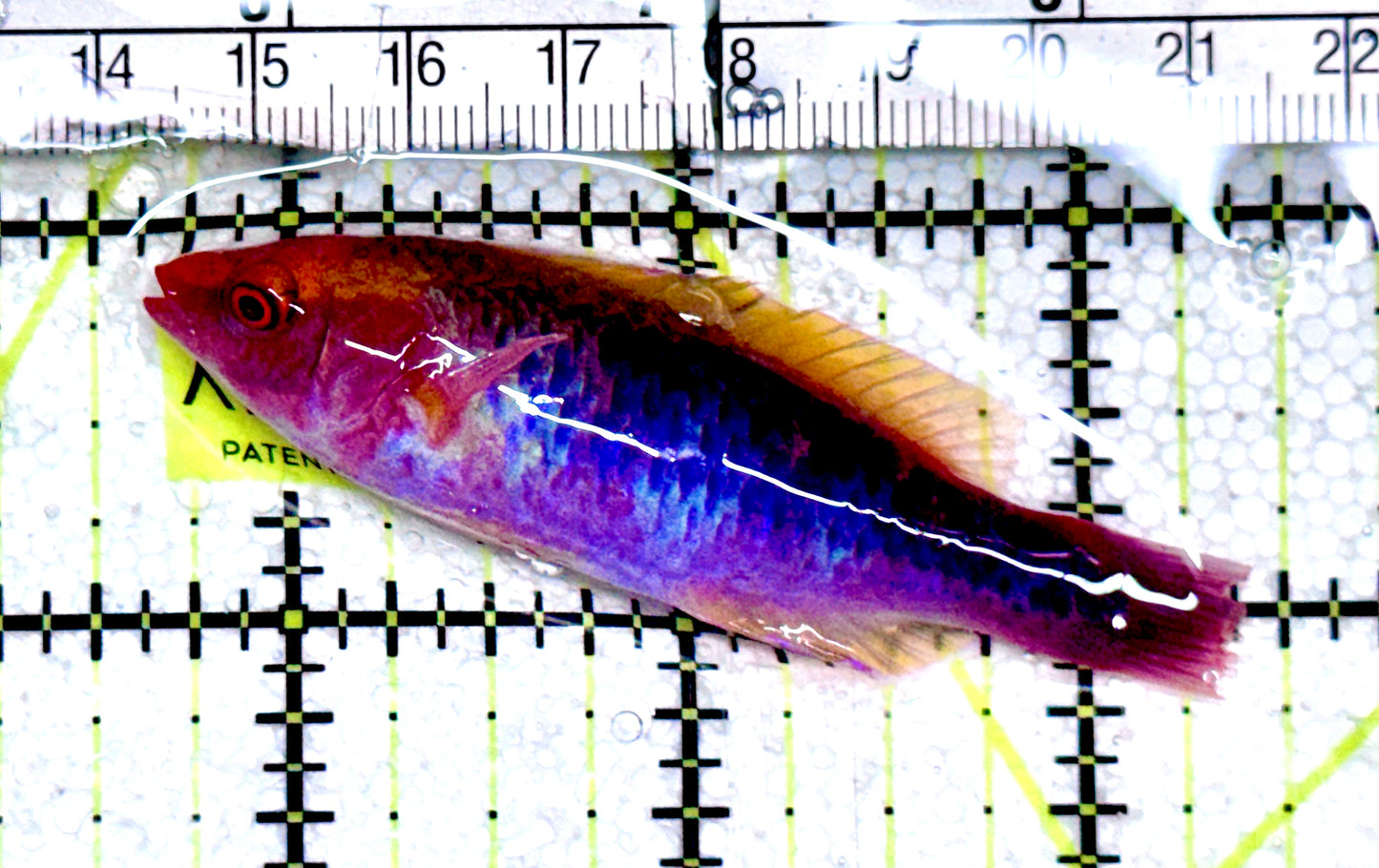 Lubbock's Fairy Wrasse LFW061203 Size: SHOW 2.5" approx