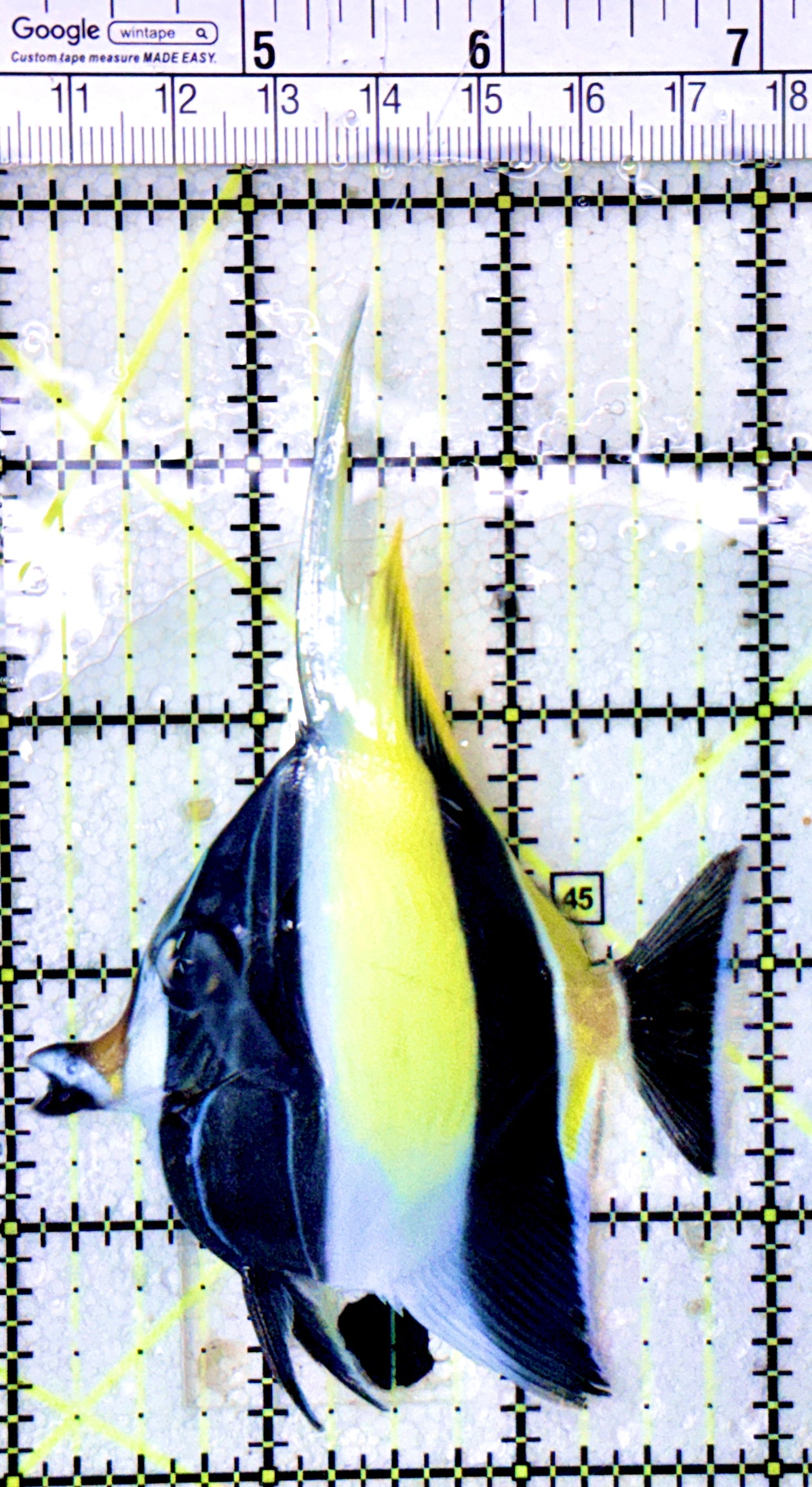 Moorish Idol MI050502 WYSIWYG Size: M 3"