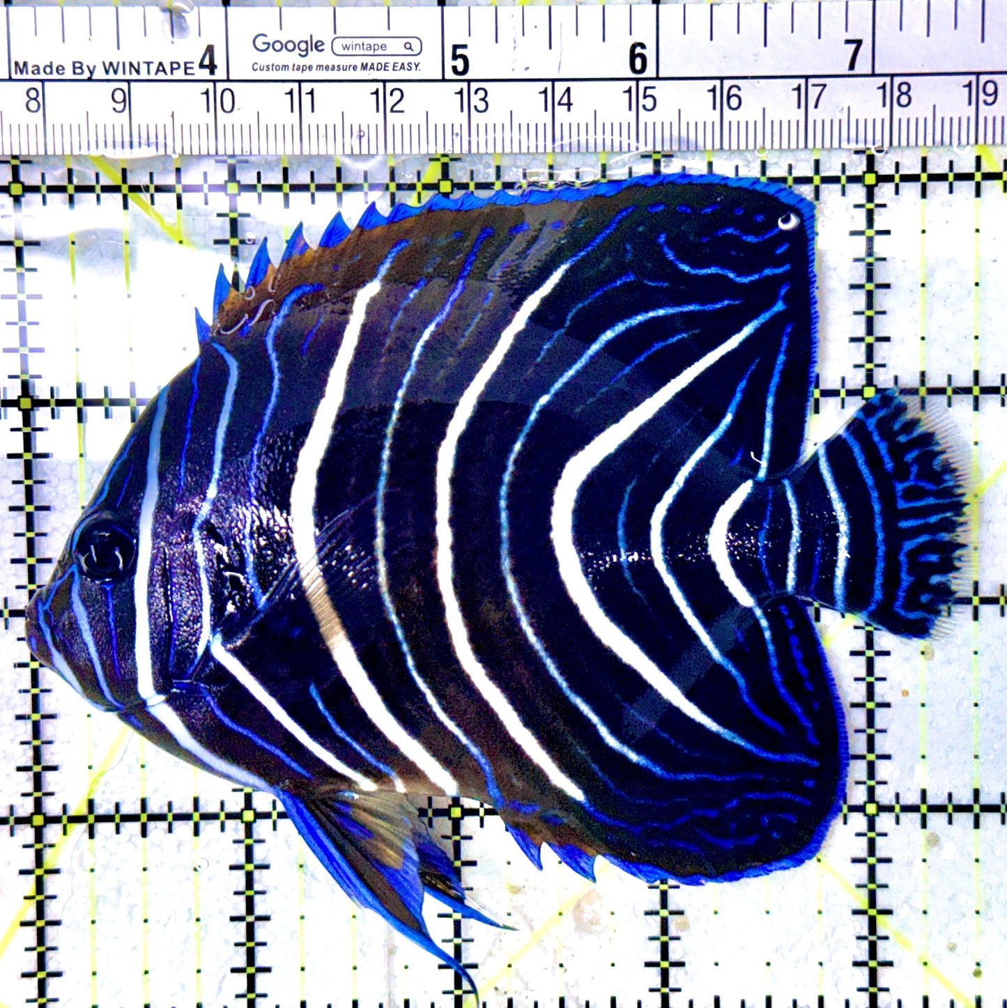 Koran Angelfish Juvenile KAJ050502 WYSIWYG Size: XL 4.5"