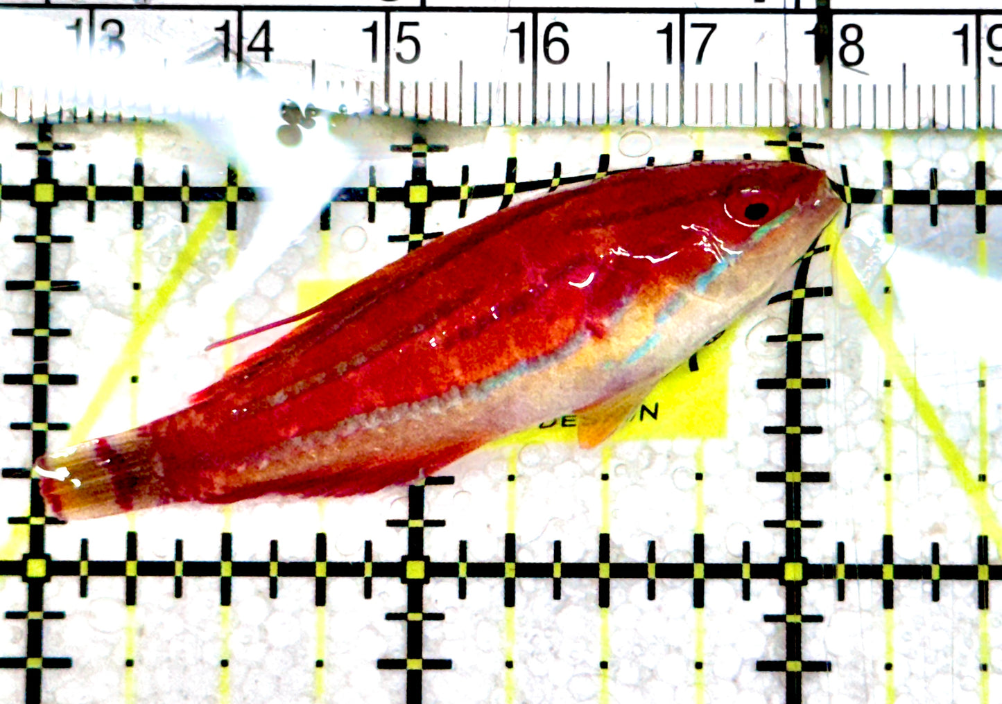 Carpenter's Flasher Wrasse CFW061302 WYSIWYG Size: L 2" approx