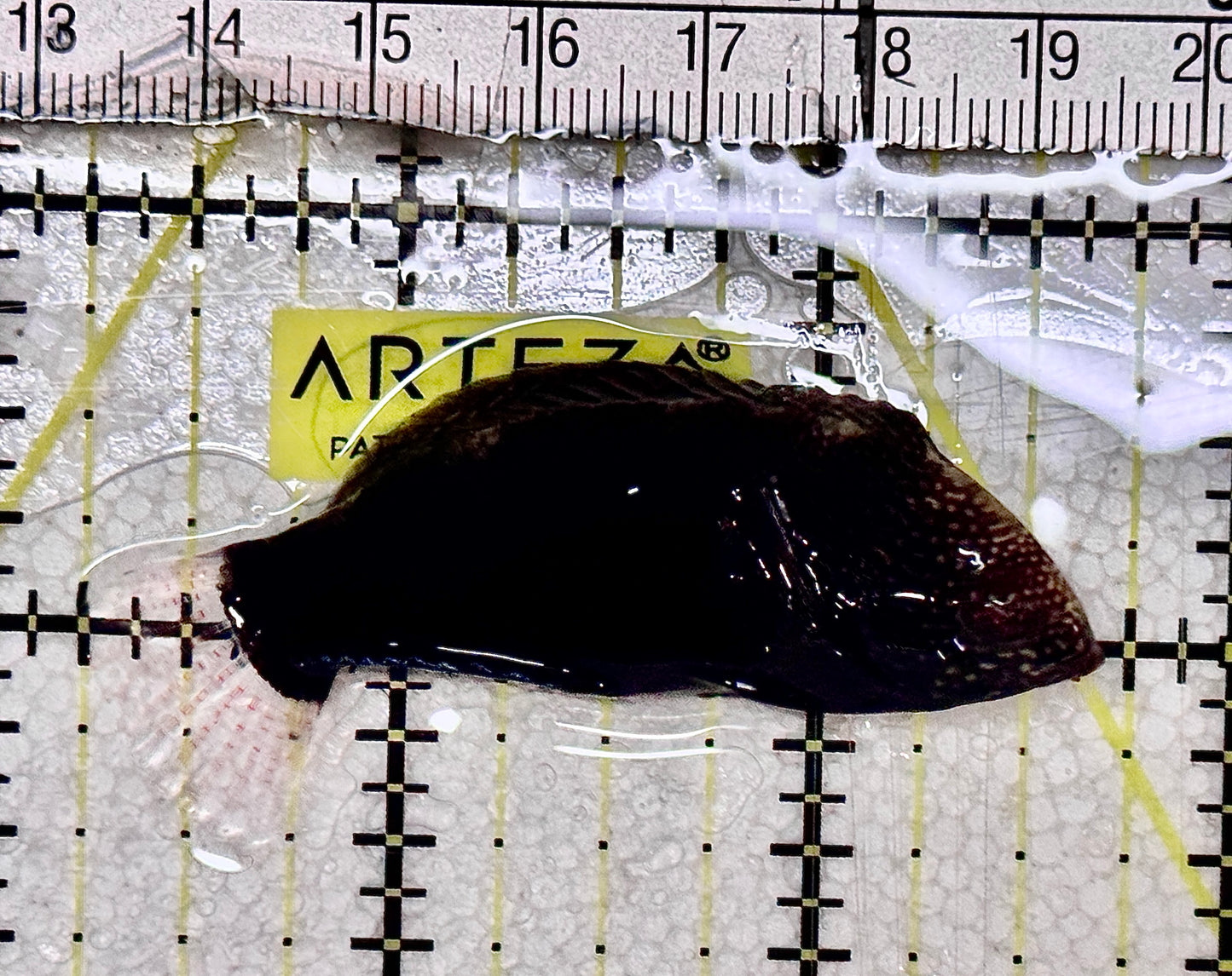 Black Leopard Wrasse BLW061301 WYSIWYG Size: XXL 2.5" approx