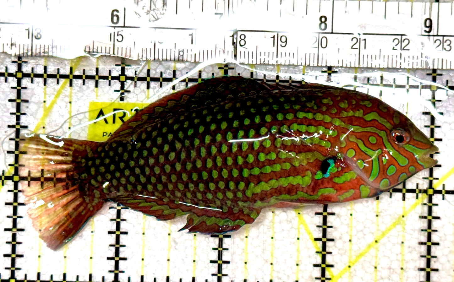 Meleagris Leopard Wrasse MLW061201 WYSIWYG Size: XL 4" approx