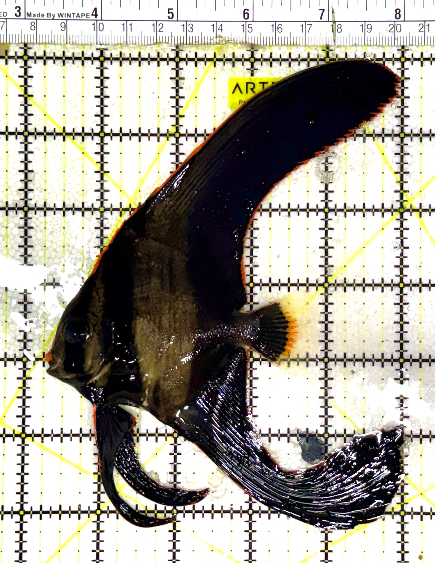 Pinnate Batfish PB061201 WYSIWYG Size: XL 5" approx
