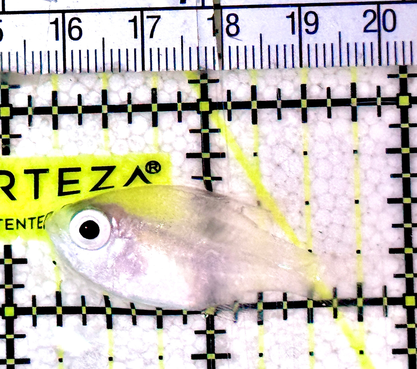 Longspine Blue Eye Cardinal Fish LBECA061701 WYSIWYG Size: 1.75" approx