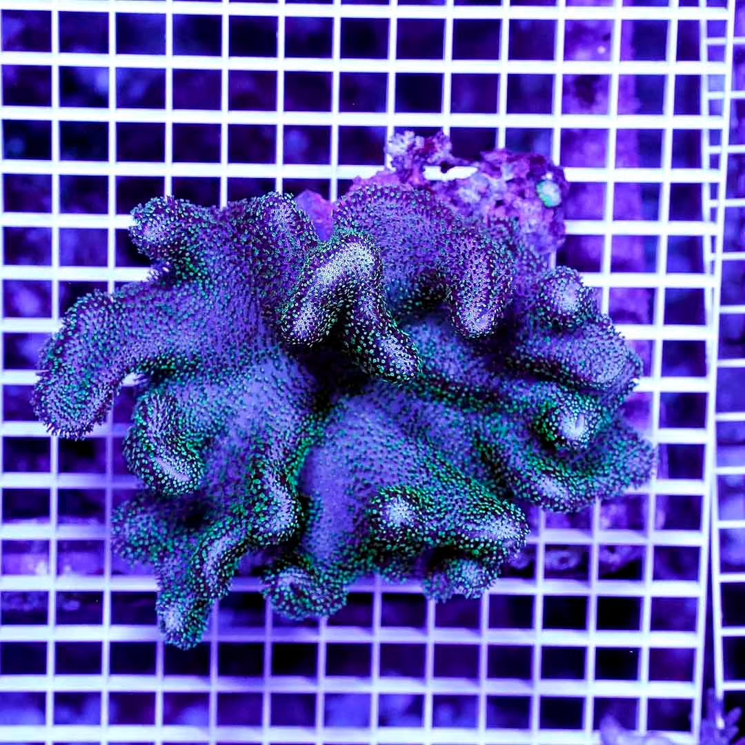 Toxic Aussie Green Crown Leather Mother Colony TAGCLMC082501 WYSIWYG