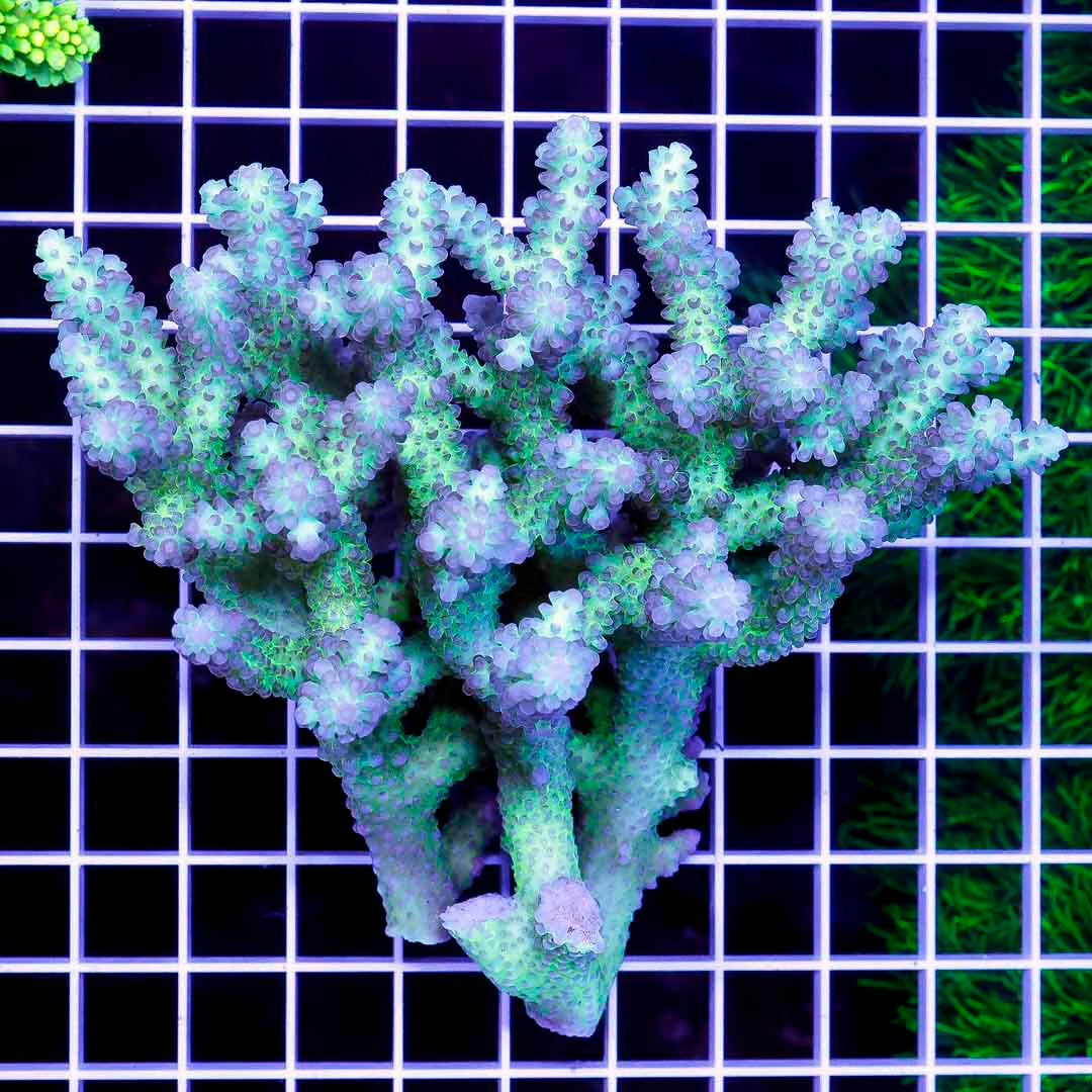 Ultra Hot Aussie Acropora Mother Colony UHAAMC082503 WYSIWYG