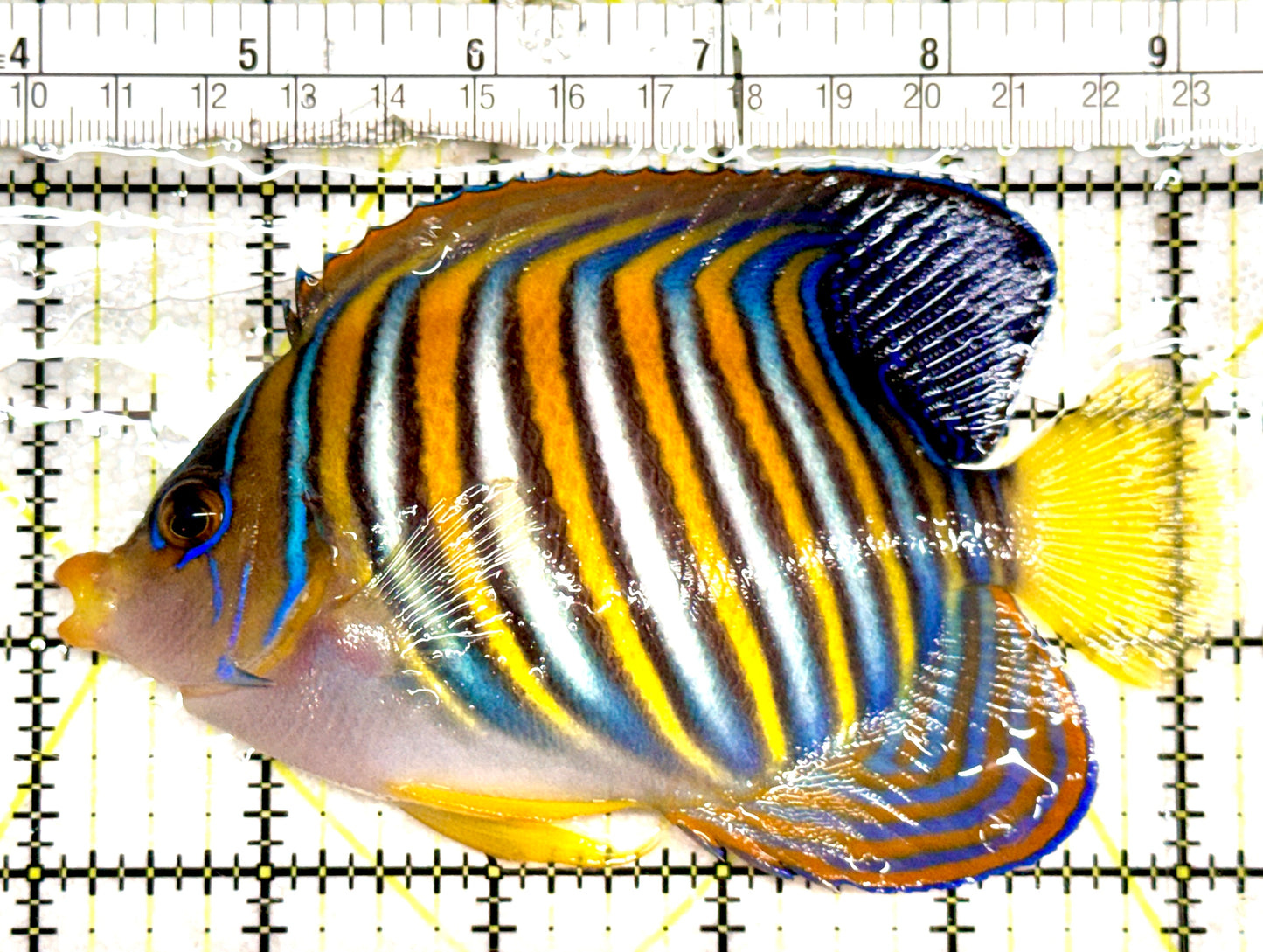 Regal Angelfish RA061201 WYSIWYG Size: XL 5.25" approx