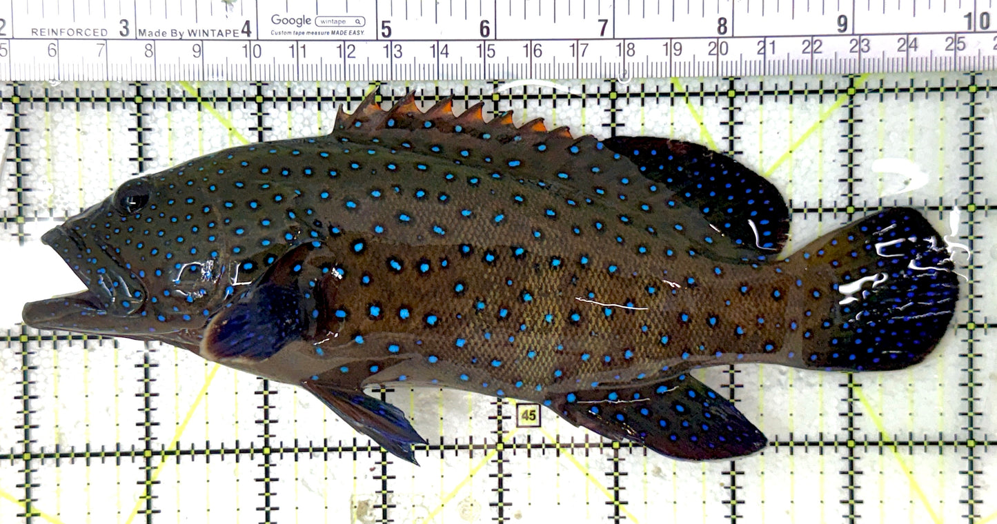 Argus Grouper AG050501 WYSIWYG Size: XL 8" approx