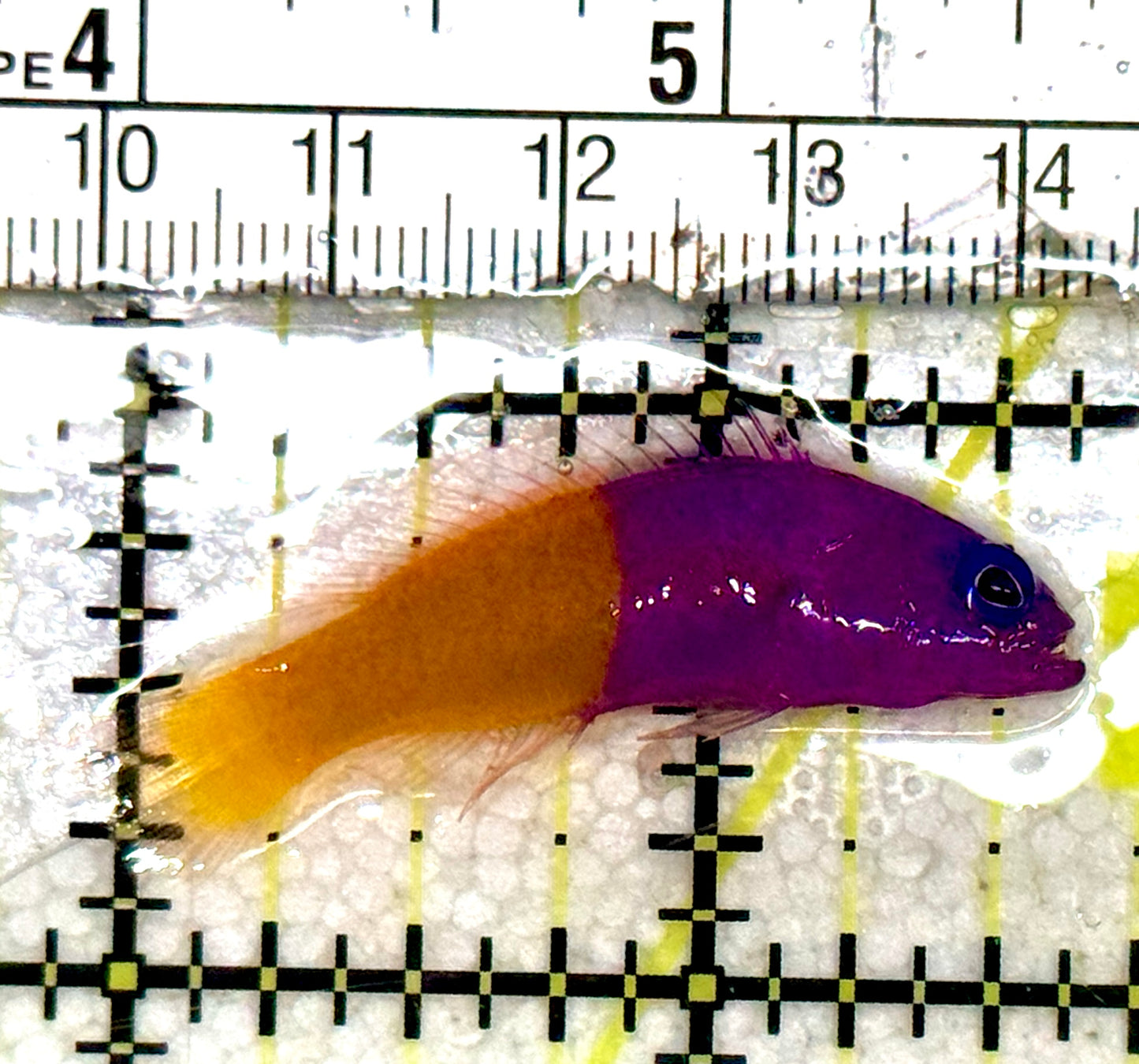 Royal Dottyback RD061201 WYSIWYG Size: S 1.75" approx