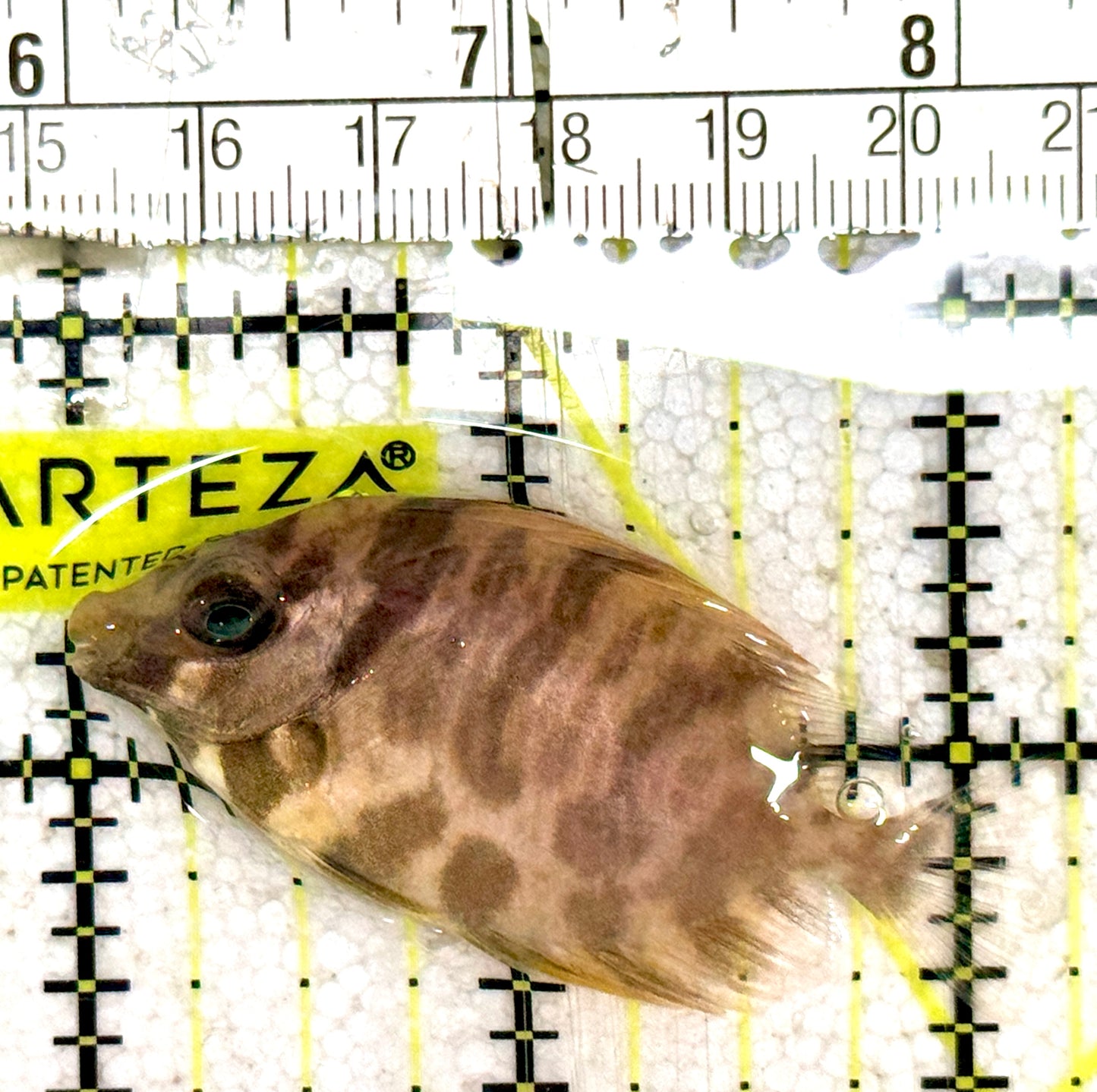 Golden Rabbitfish GR061301 WYSIWYG Size: S 2.5" approx