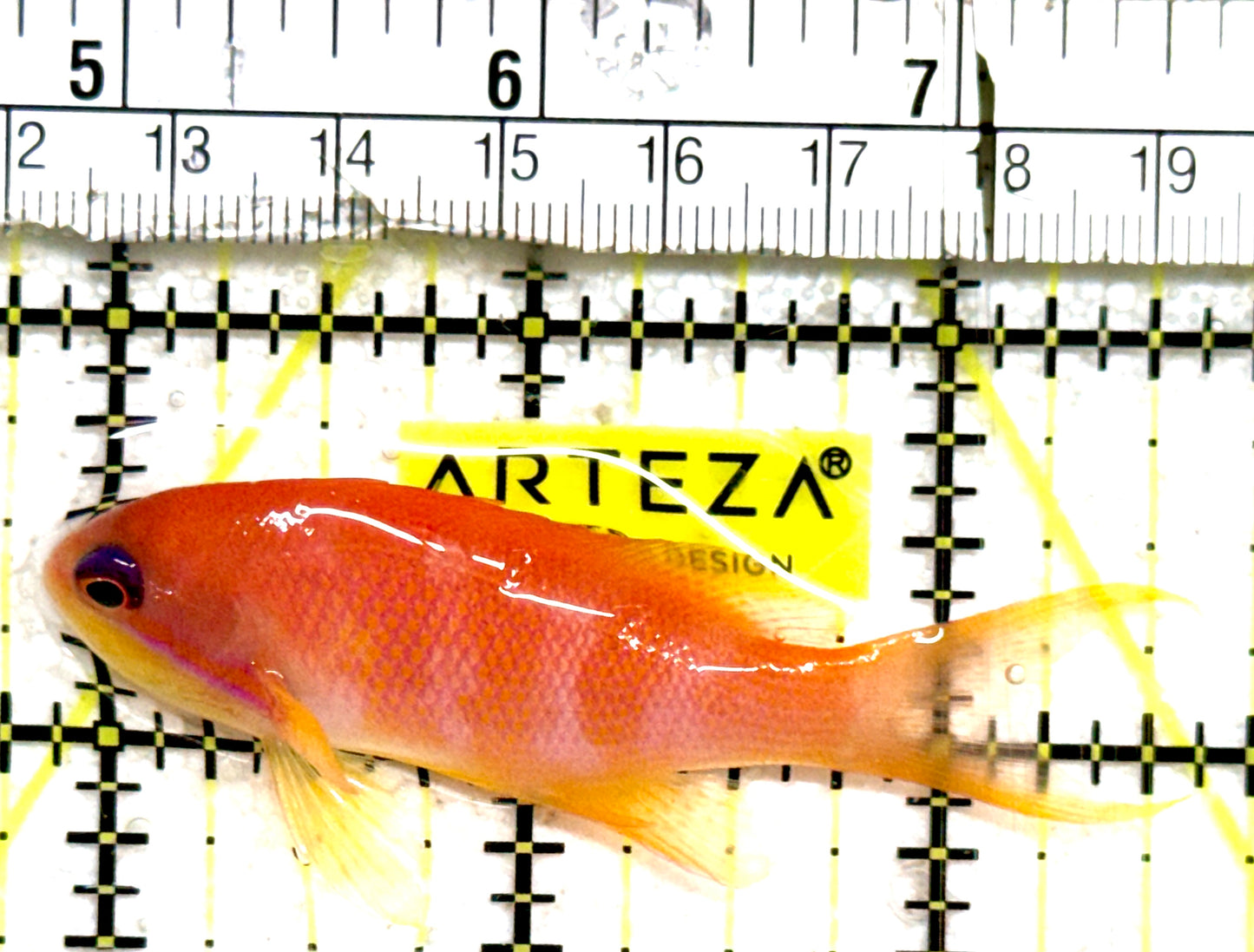 Female Lyretail Anthias (Indonesia) FLA061302 WYSIWYG Size: SHOW XXL 2.5" approx
