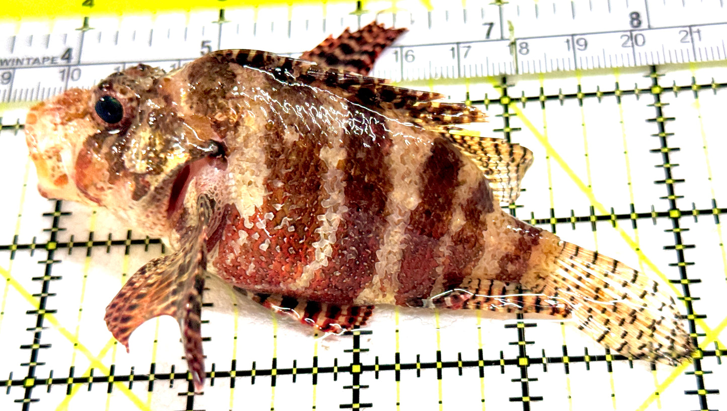 Fuzzy Dwarf Lionfish FDL061302 WYSIWYG Size: XL 4.25" approx