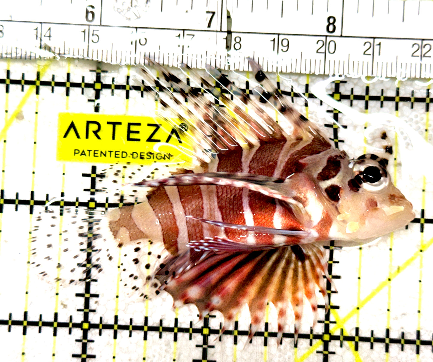 Dwarf Zebra Lionfish DZL061304 WYSIWYG Size: L 3" approx