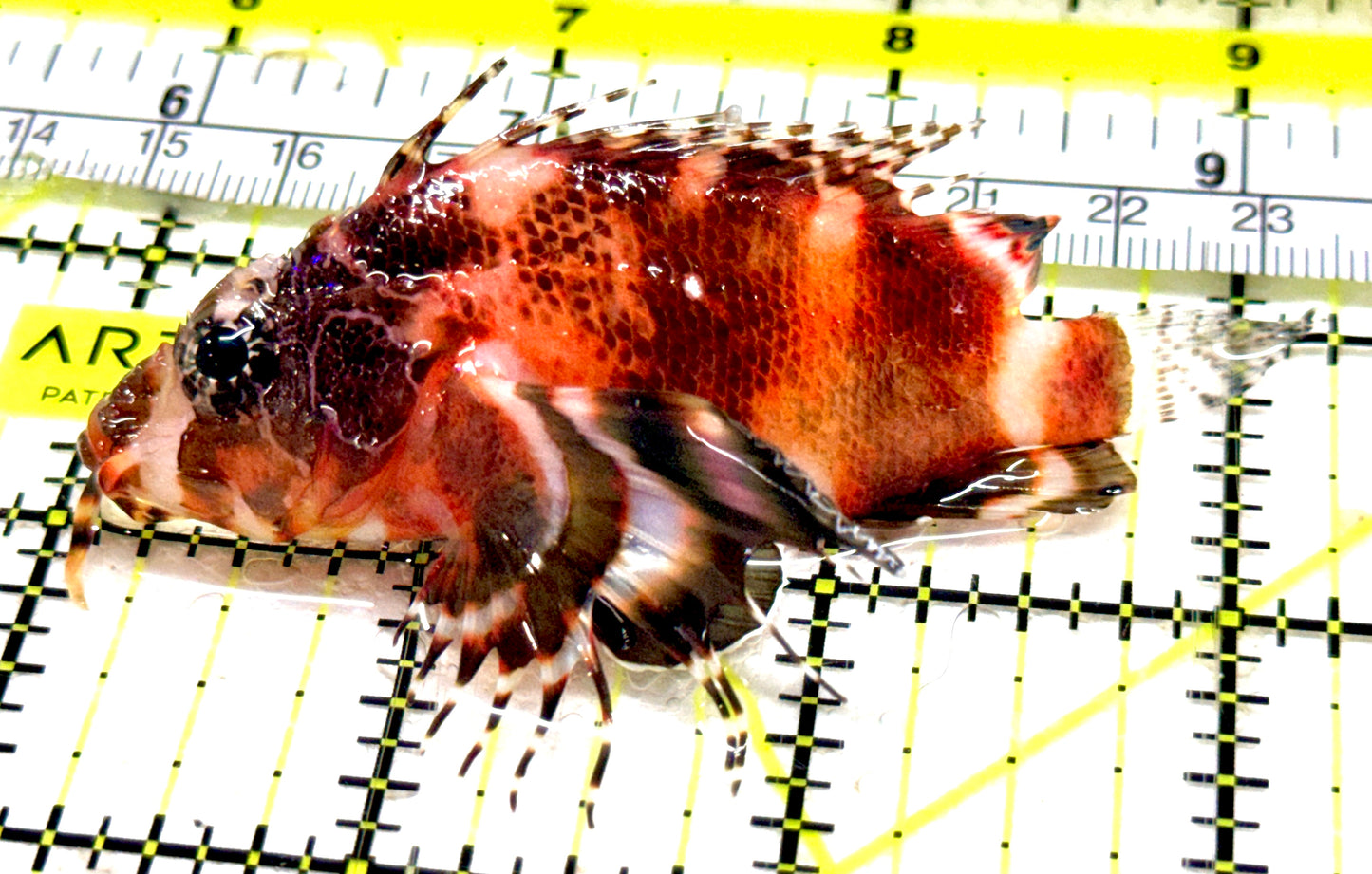 Fu Manchu Lionfish FML061301 WYSIWYG Size: L 3.25" approx