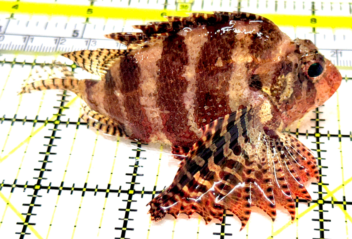 Fuzzy Dwarf Lionfish FDL061304 WYSIWYG Size: L 3.75" approx