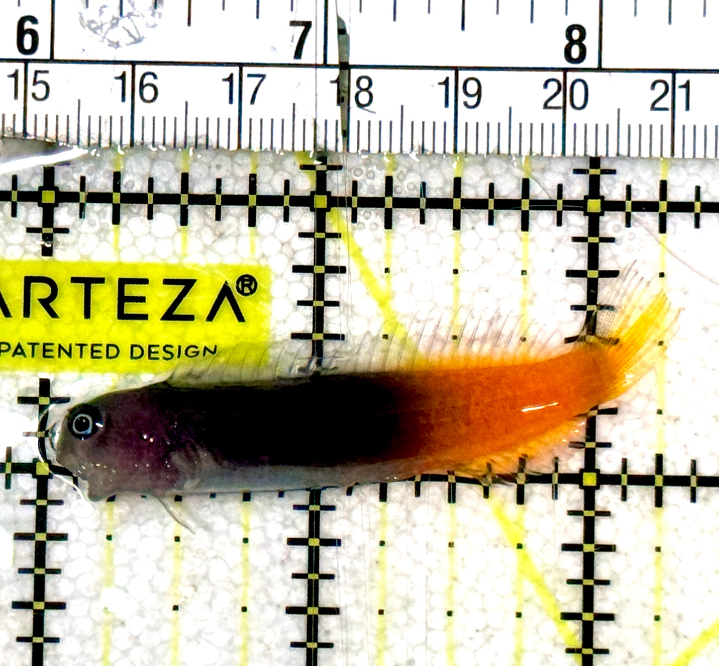 Bicolor Blenny BB061301 WYSIWYG Size: XXL/SHOW 2.25" approx