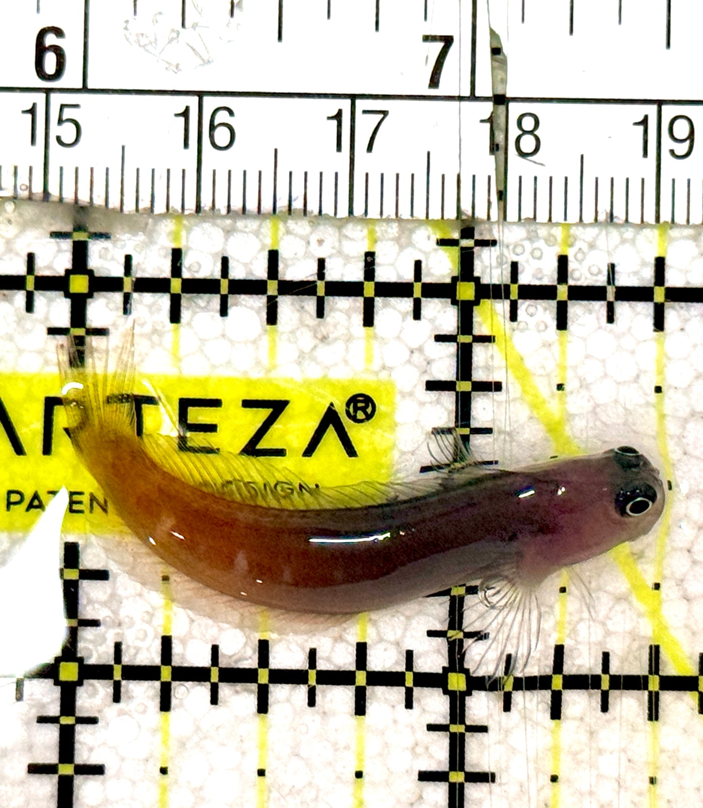 Bicolor Blenny BB061302 WYSIWYG Size: L 1.5" approx