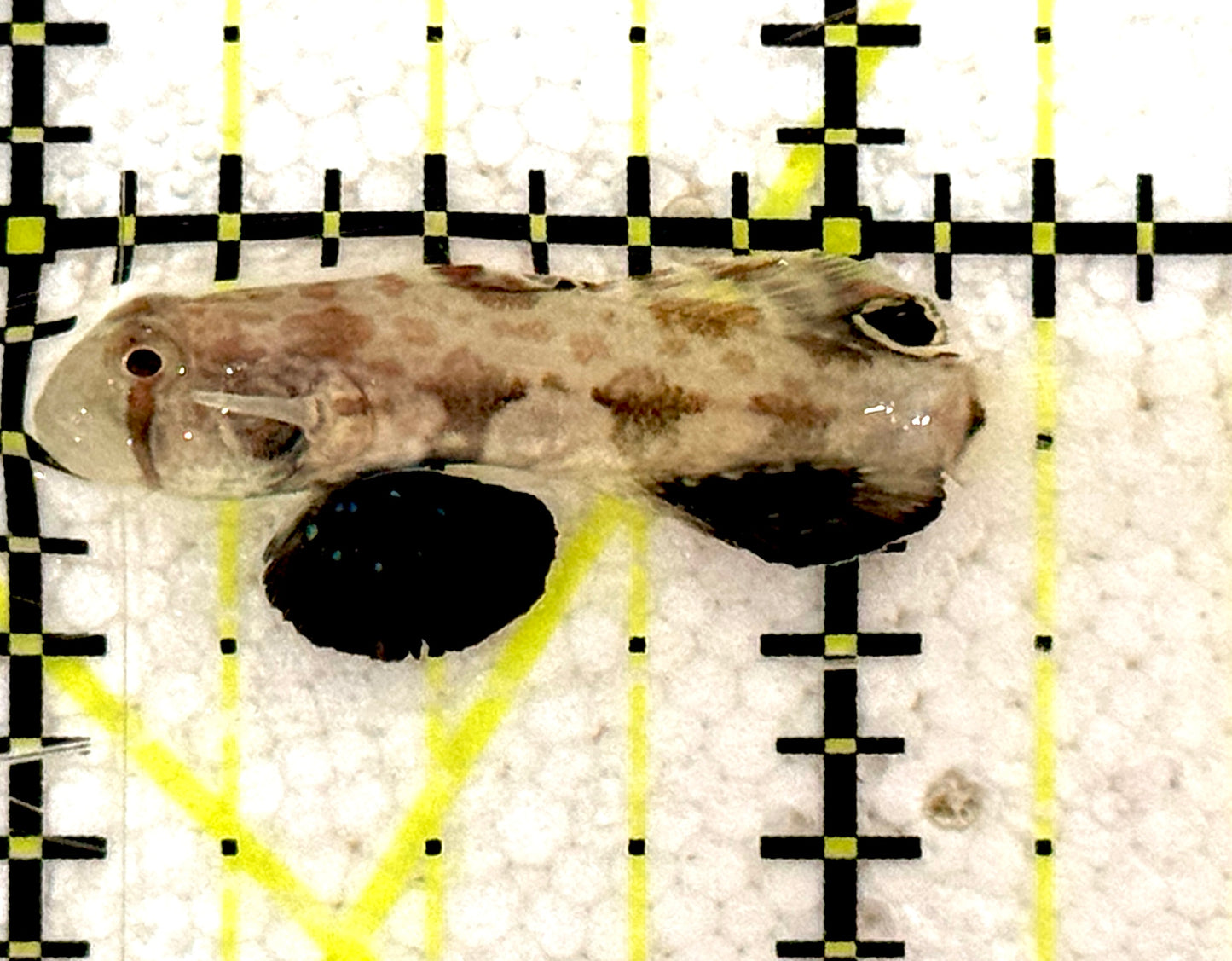 Signal Goby SG061301 WYSIWYG Size: L 1.5" approx