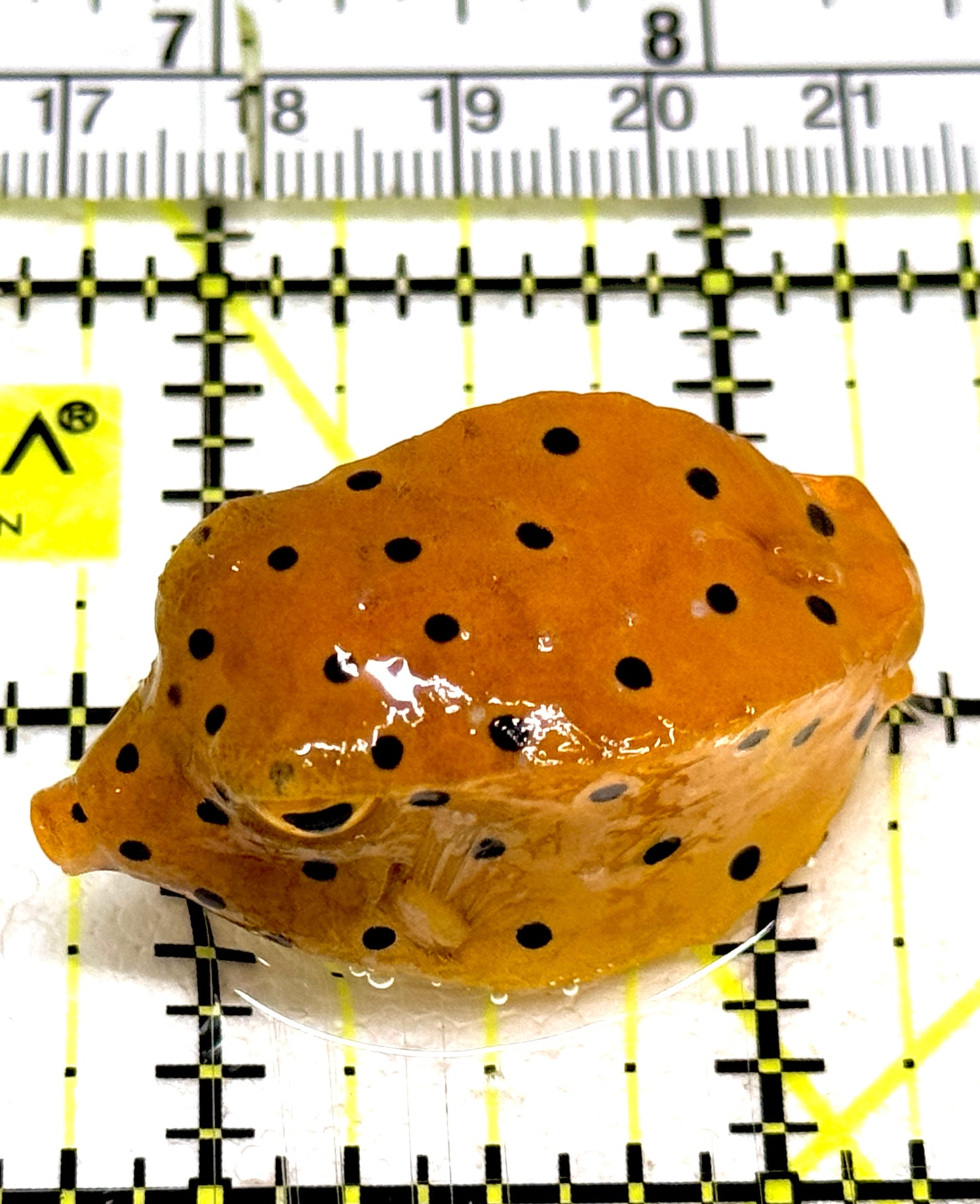 Yellow Polka Dot Boxfish YPDB061301 WYSIWYG Size: S 1.5" approx