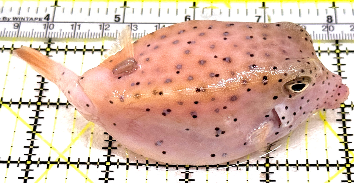 Largenose Boxfish LB061801 WYSIWYG Size: XL 4.75" approx