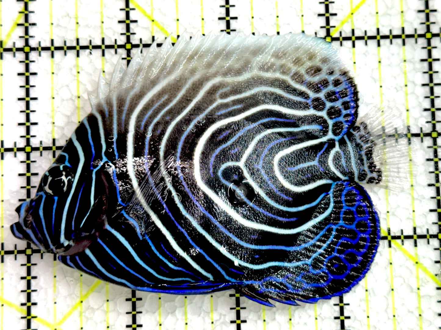 Emperor Angelfish Juvenile EAJ062504 WYSIWYG Size: L 4" approx