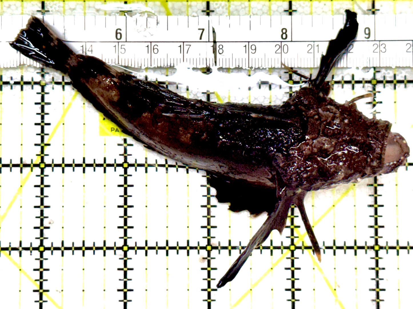 Twostick Stingfish TS061601 WYSIWYG Size: L 4.75" approx