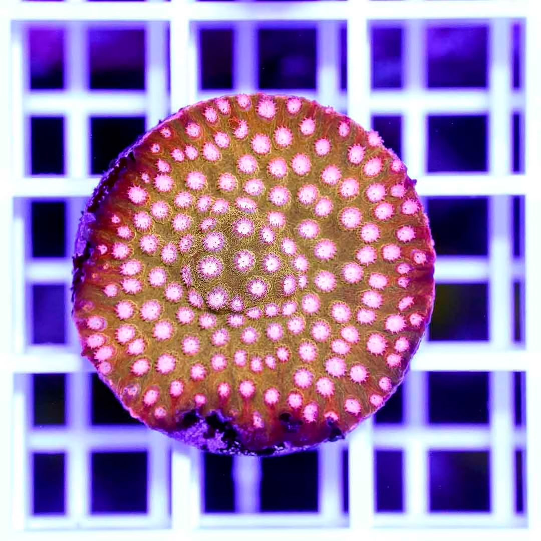 Hot Aussie Cyphastrea Frag Mother Colony HACFMC082701 WYSIWYG