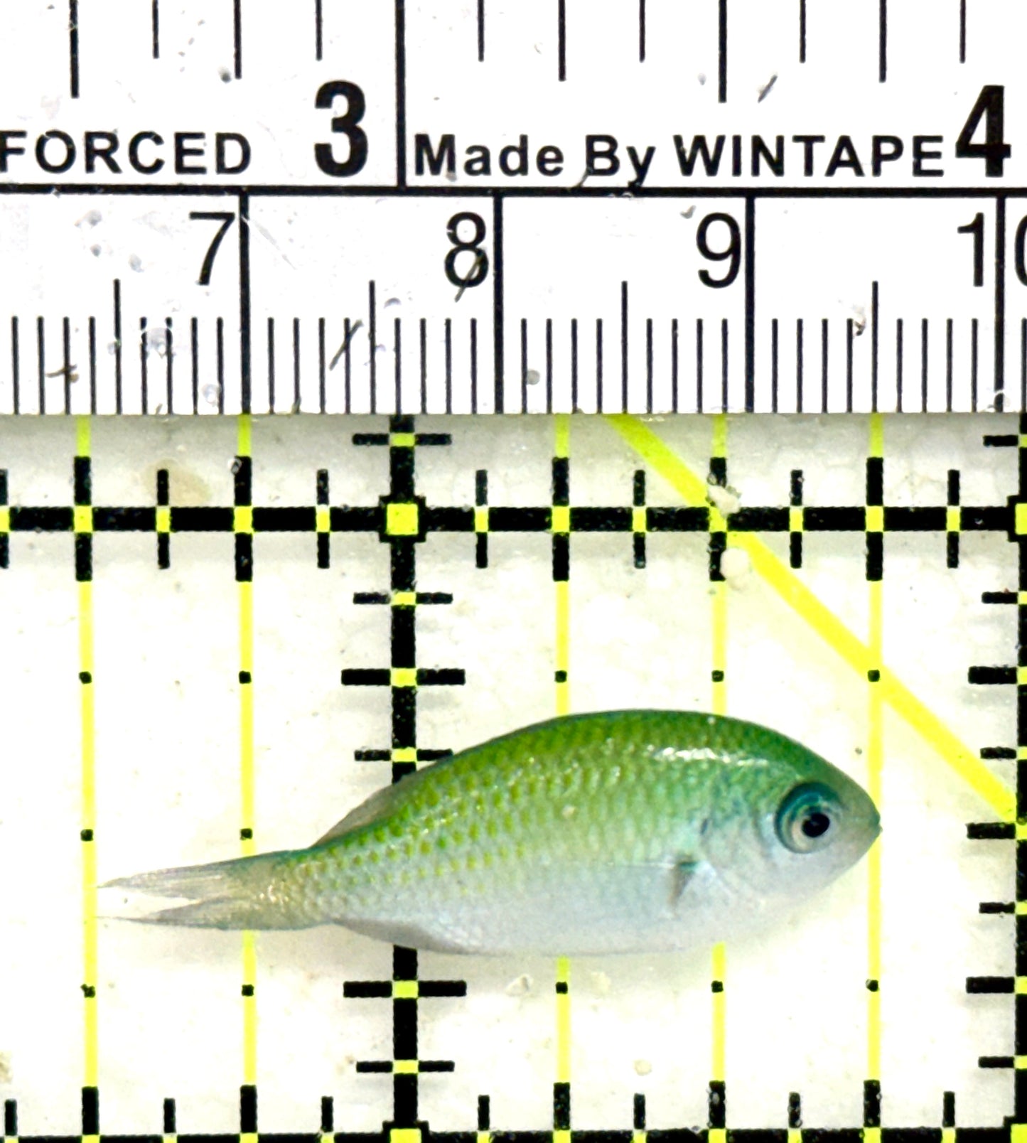Green Chromis Fish GCF050501 WYSIWYG Size: S 1.25" approx