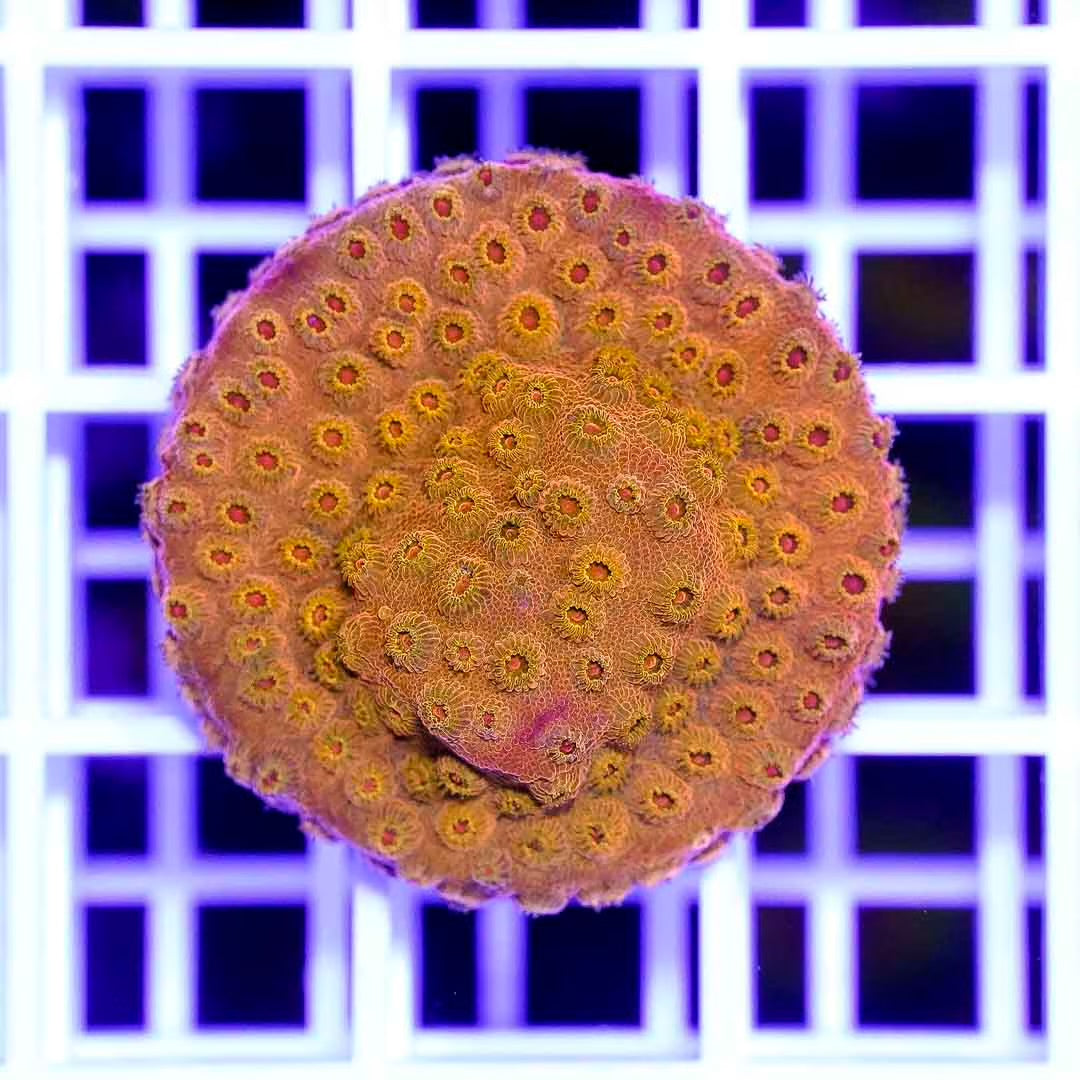 Hot Aussie Cyphastrea Frag Mother Colony HACFMC082702 WYSIWYG