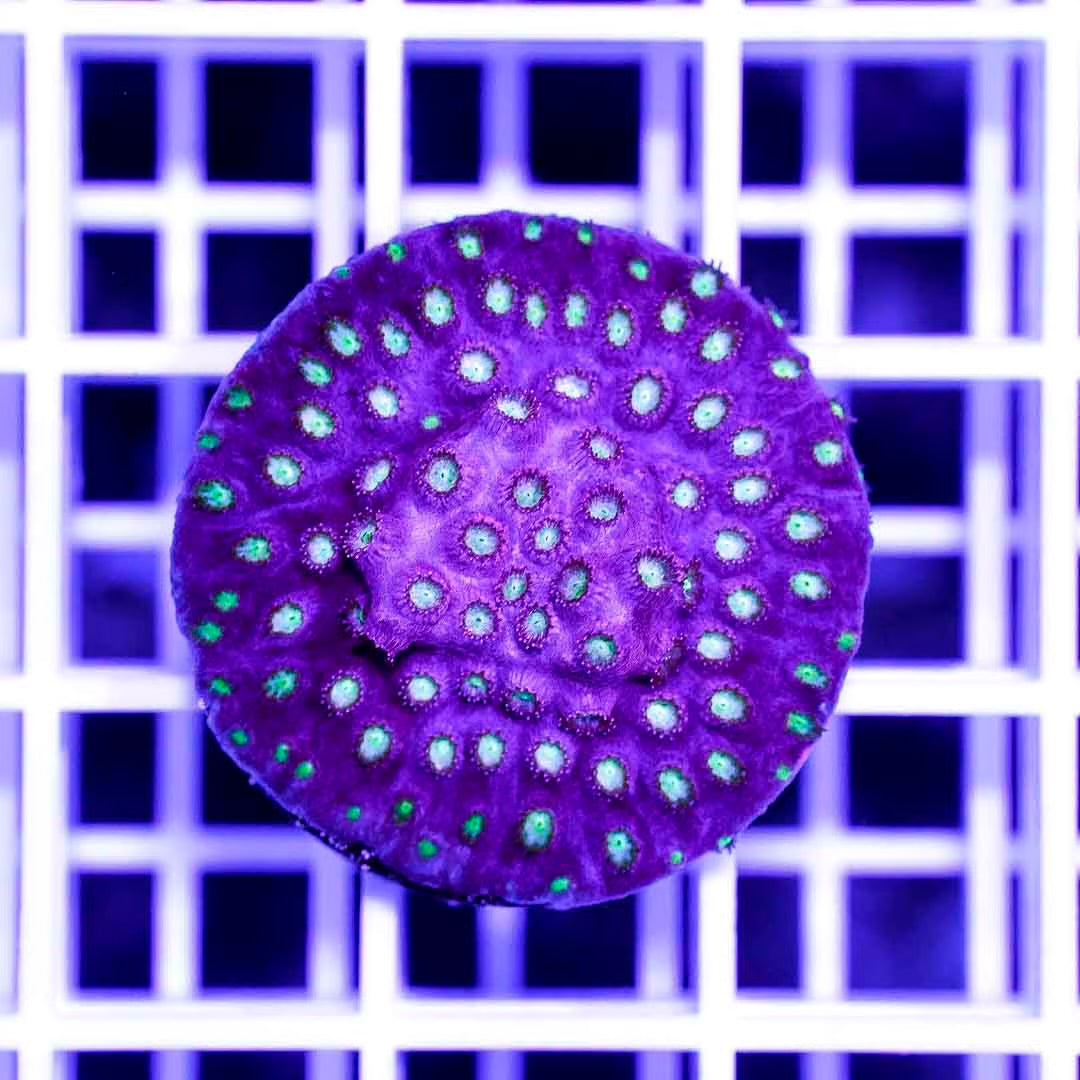 Hot Aussie Cyphastrea Frag Mother Colony HACFMC082703 WYSIWYG