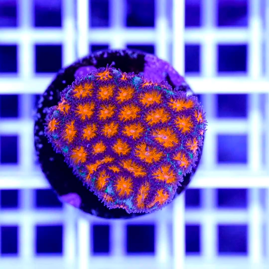 Hot Aussie Leptastrea Frag Mother Colony HALFMC082701 WYSIWYG