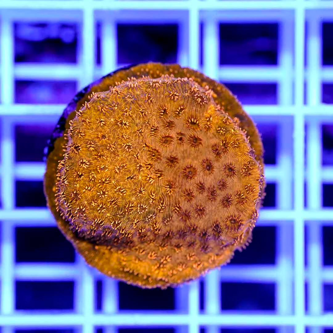 Hot Aussie Orange Leptoseris Frag Mother Colony HAOLFMC082701 WYSIWYG