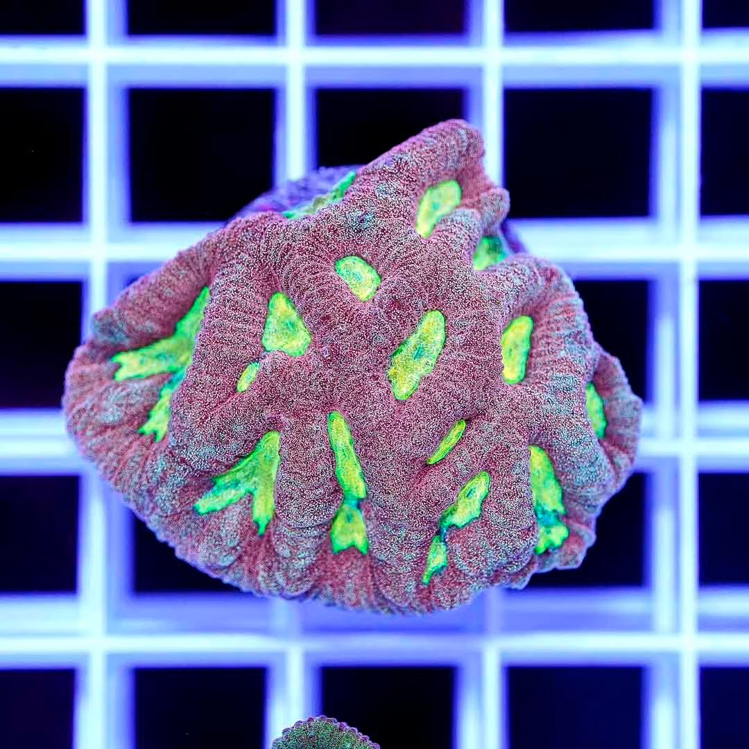 Hot Aussie Favia Frag Mother Colony HAFFMC082701 WYSIWYG