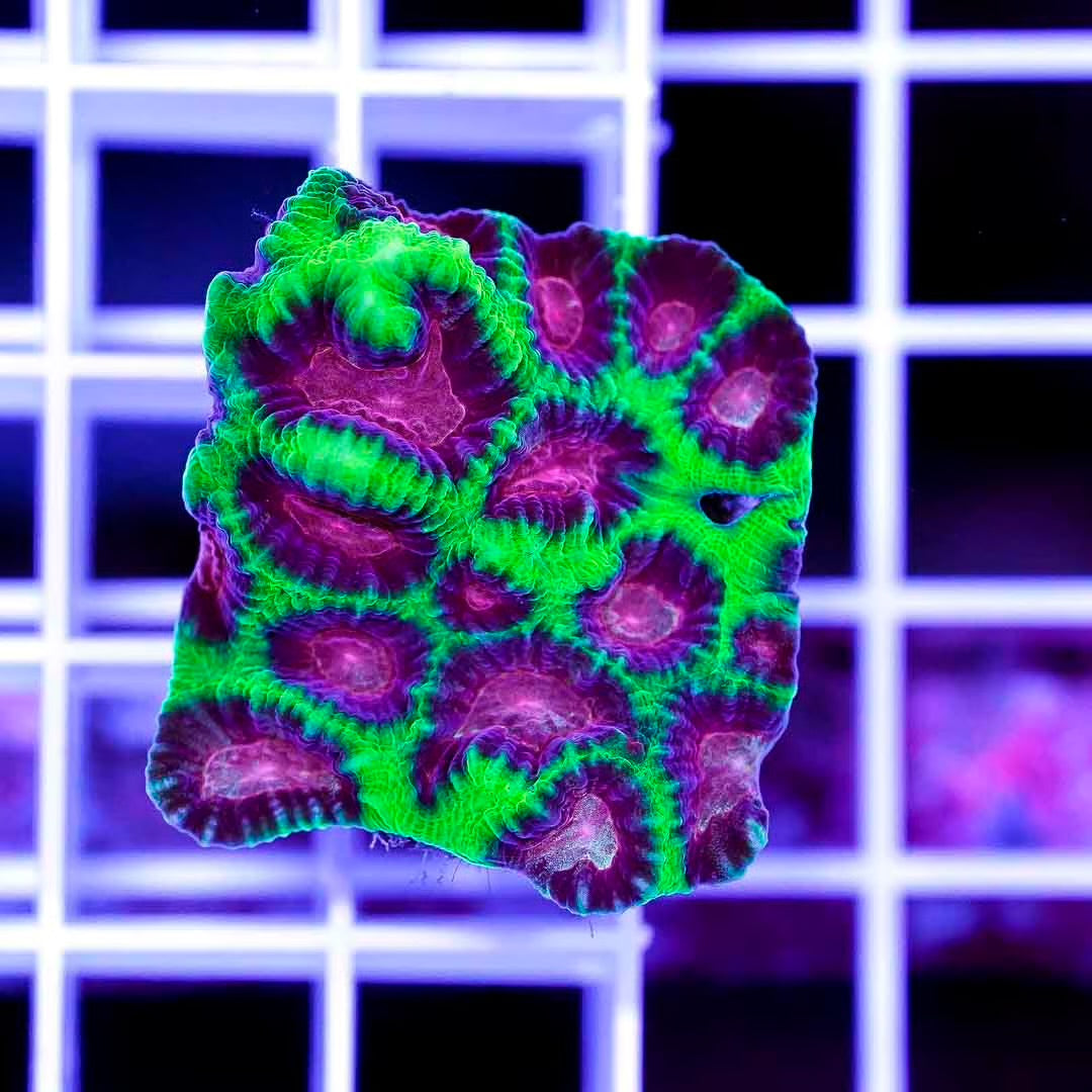 Hot Aussie Favia Frag Mother Colony HAFMC082501 WYSIWYG